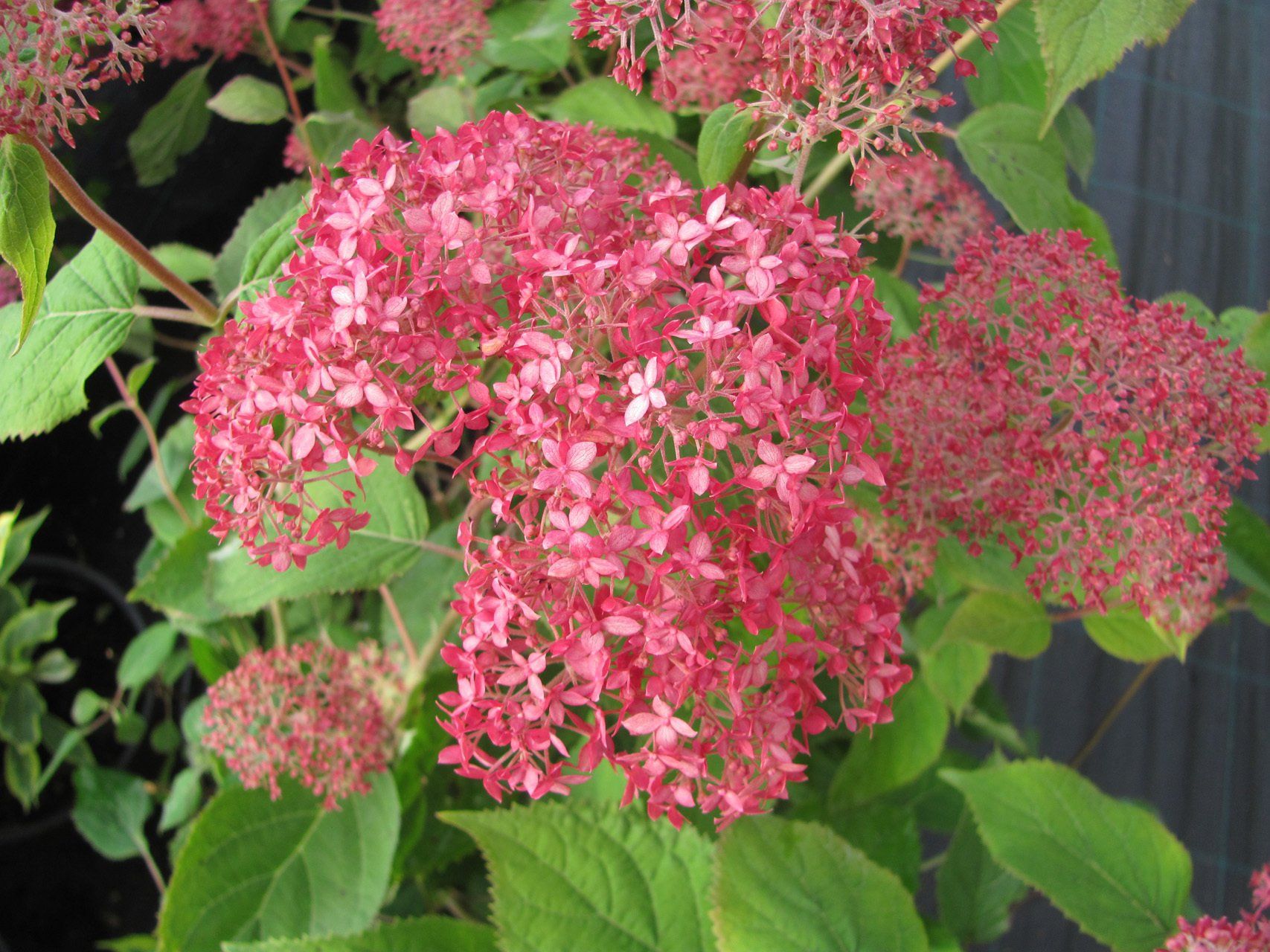 Hyndrangea arborescens Pink Annabelle Kokveida hortenzija