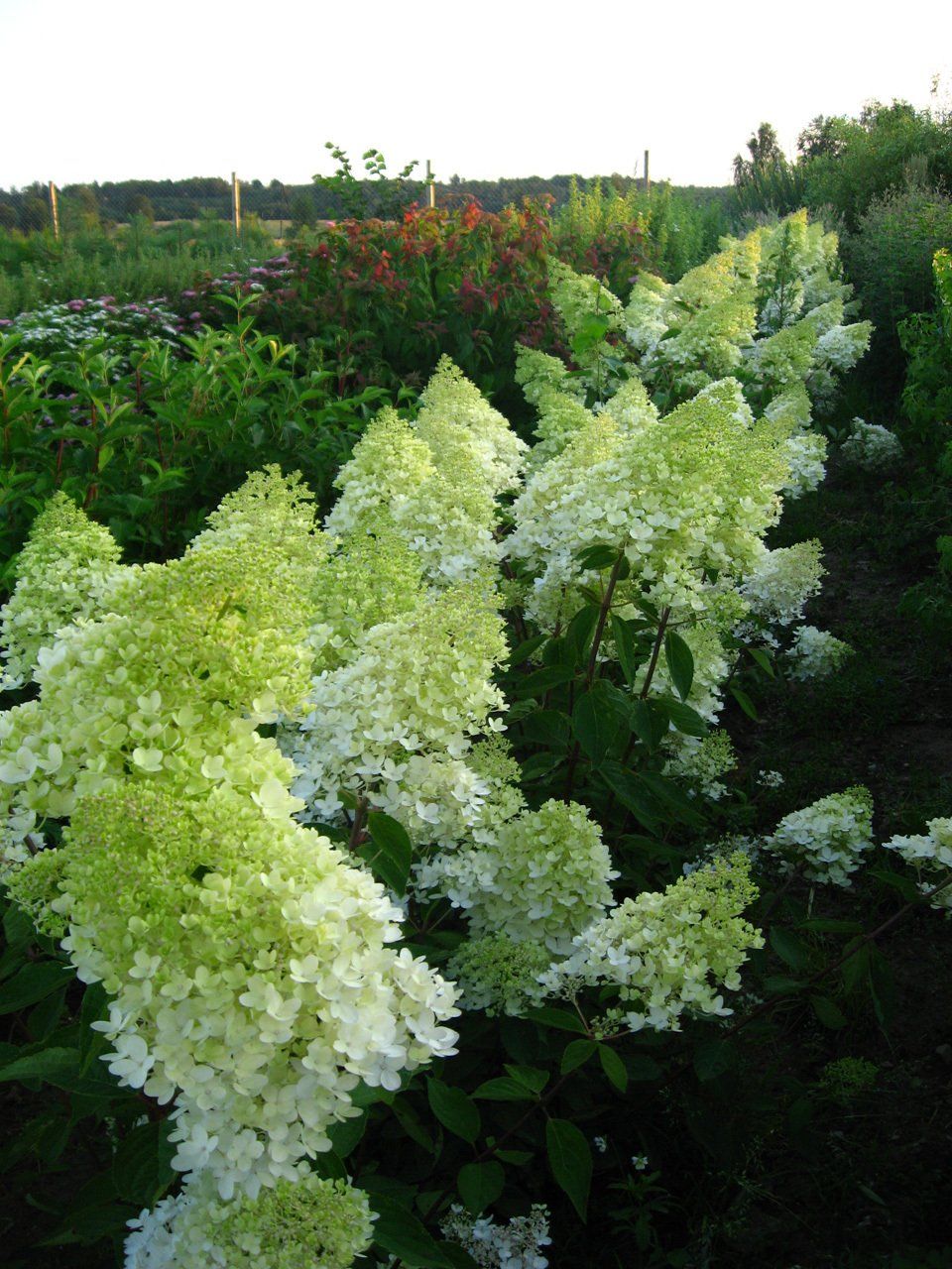 Hyndrangea paniculata Grandiflora