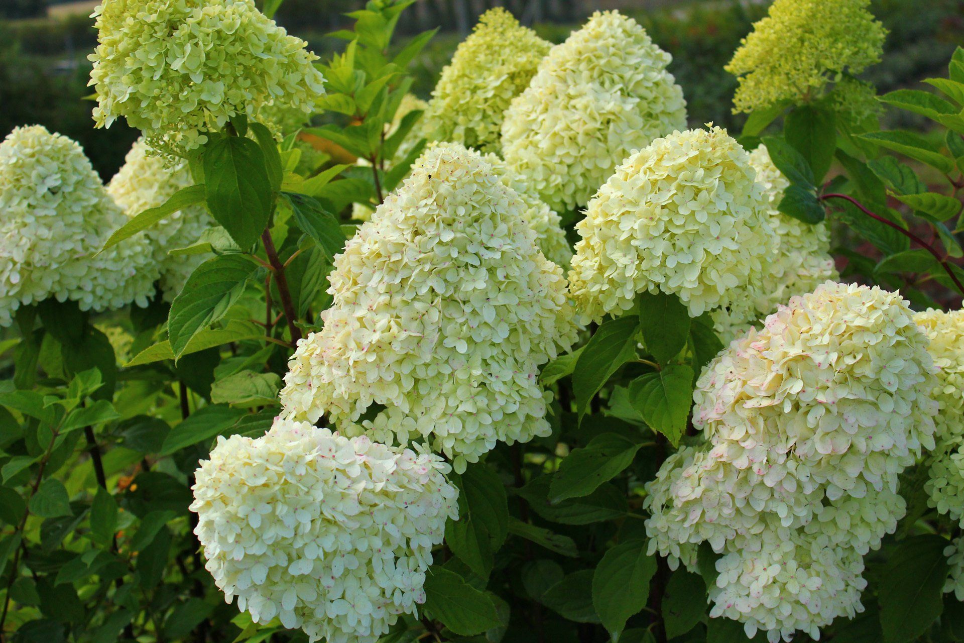 Hyndrangea paniculata Lime Light Skarainā hortenzija