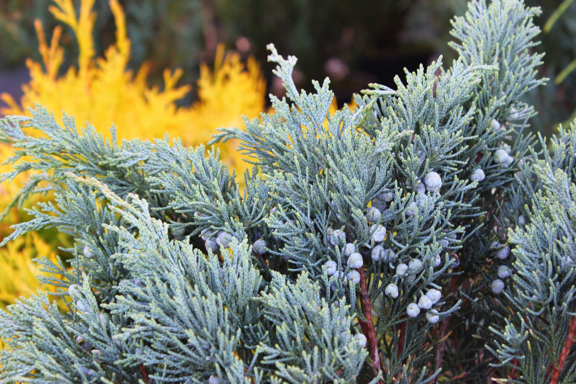 Juniperussargentii Sārdženta kadiķis