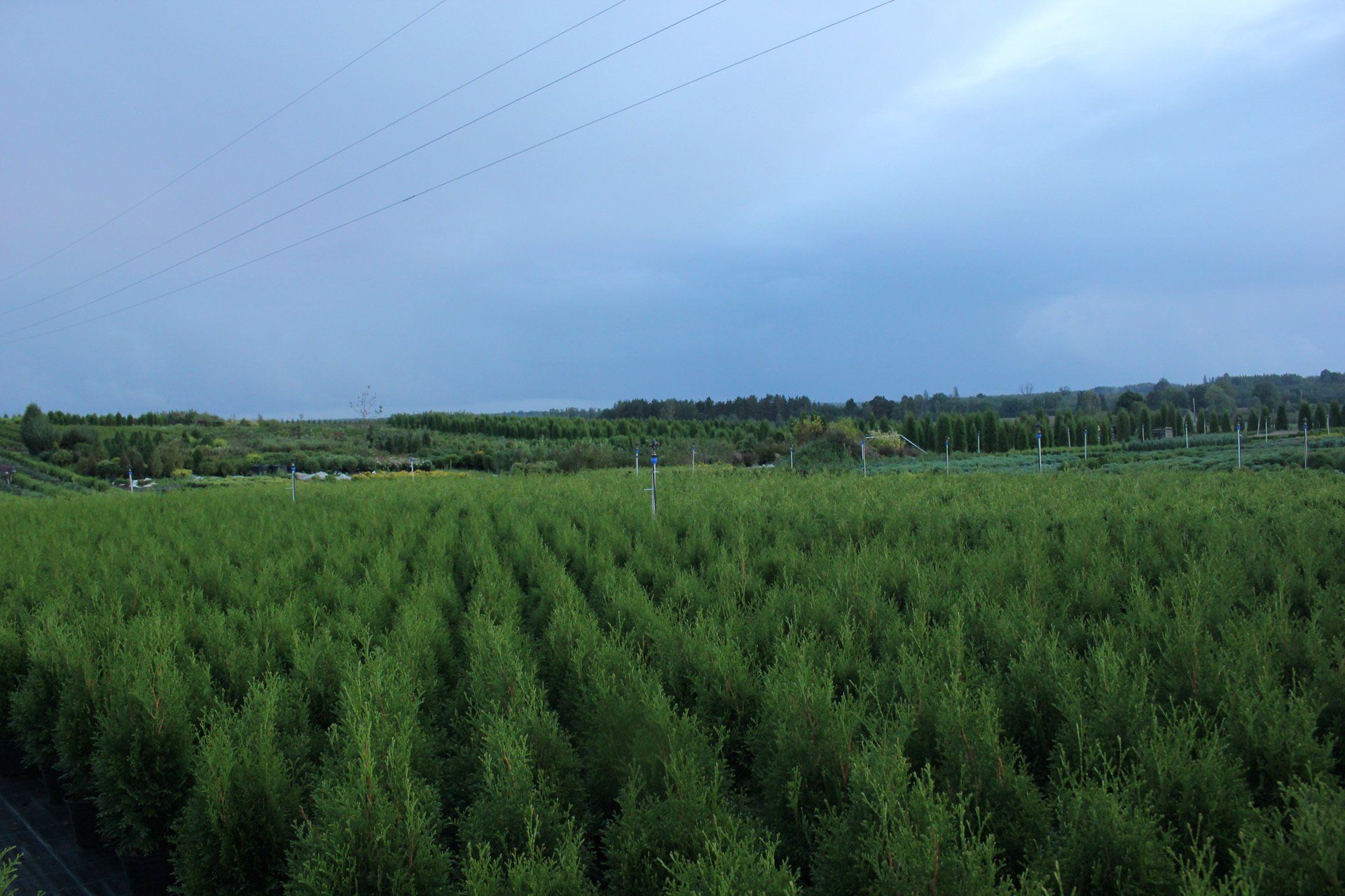 Rododendri