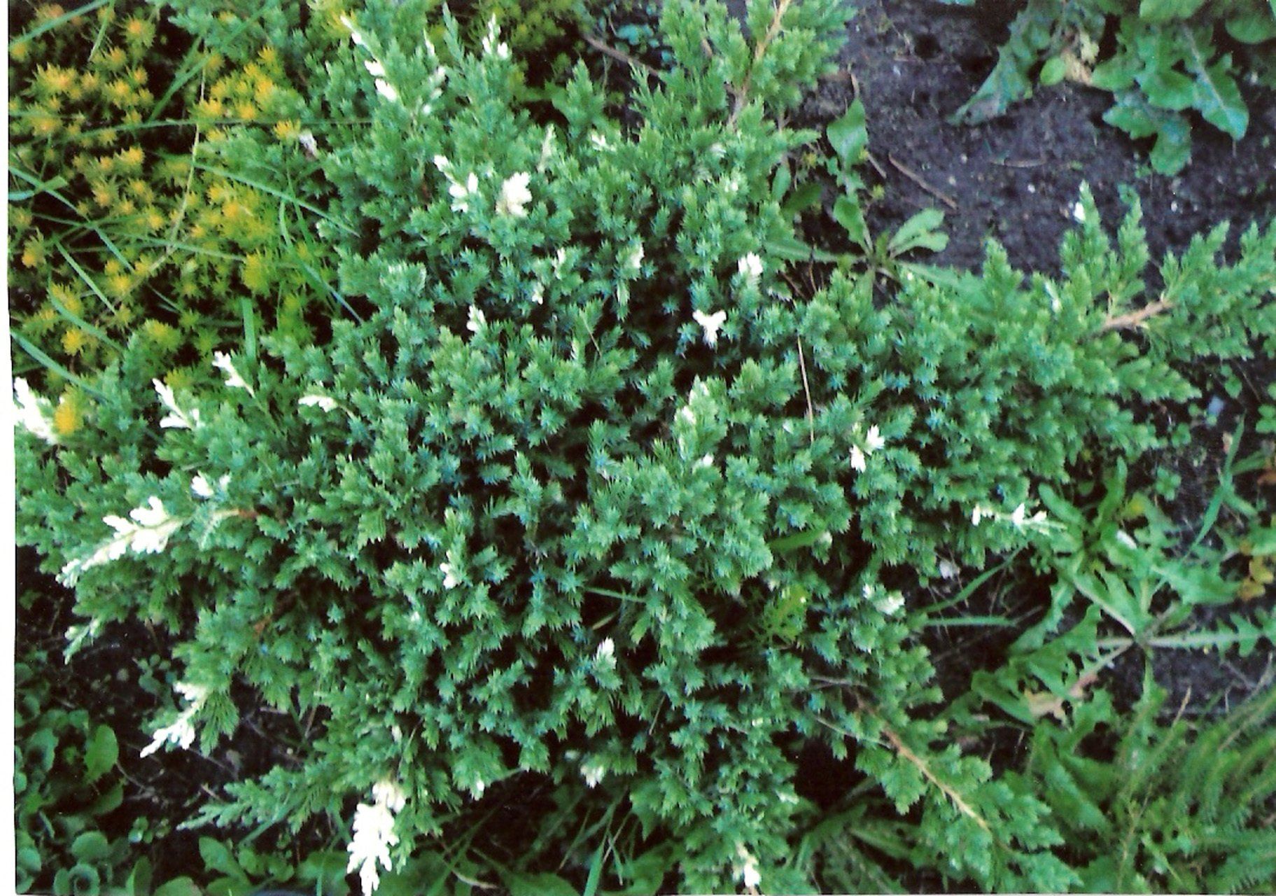 Juniperus chinensis Expansa Variegata Ķīnas kadiķis