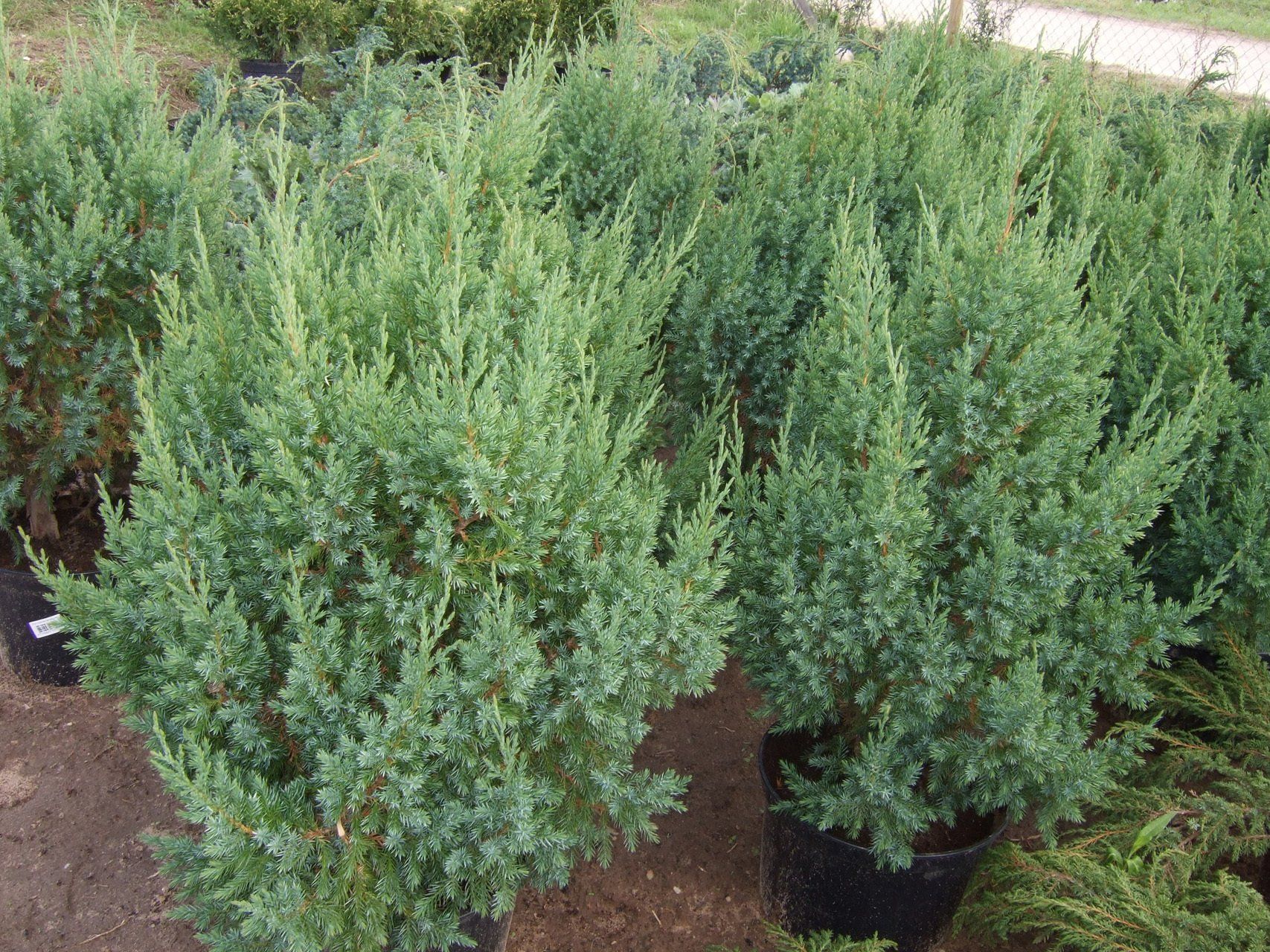 Juniperuschinensis Stricta Ķīnas kadiķis