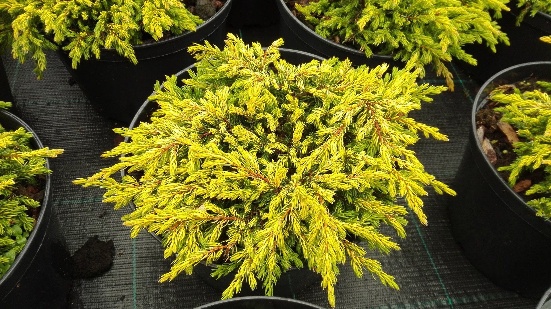 Juniperus communis Goldschatz parastais kadiķis