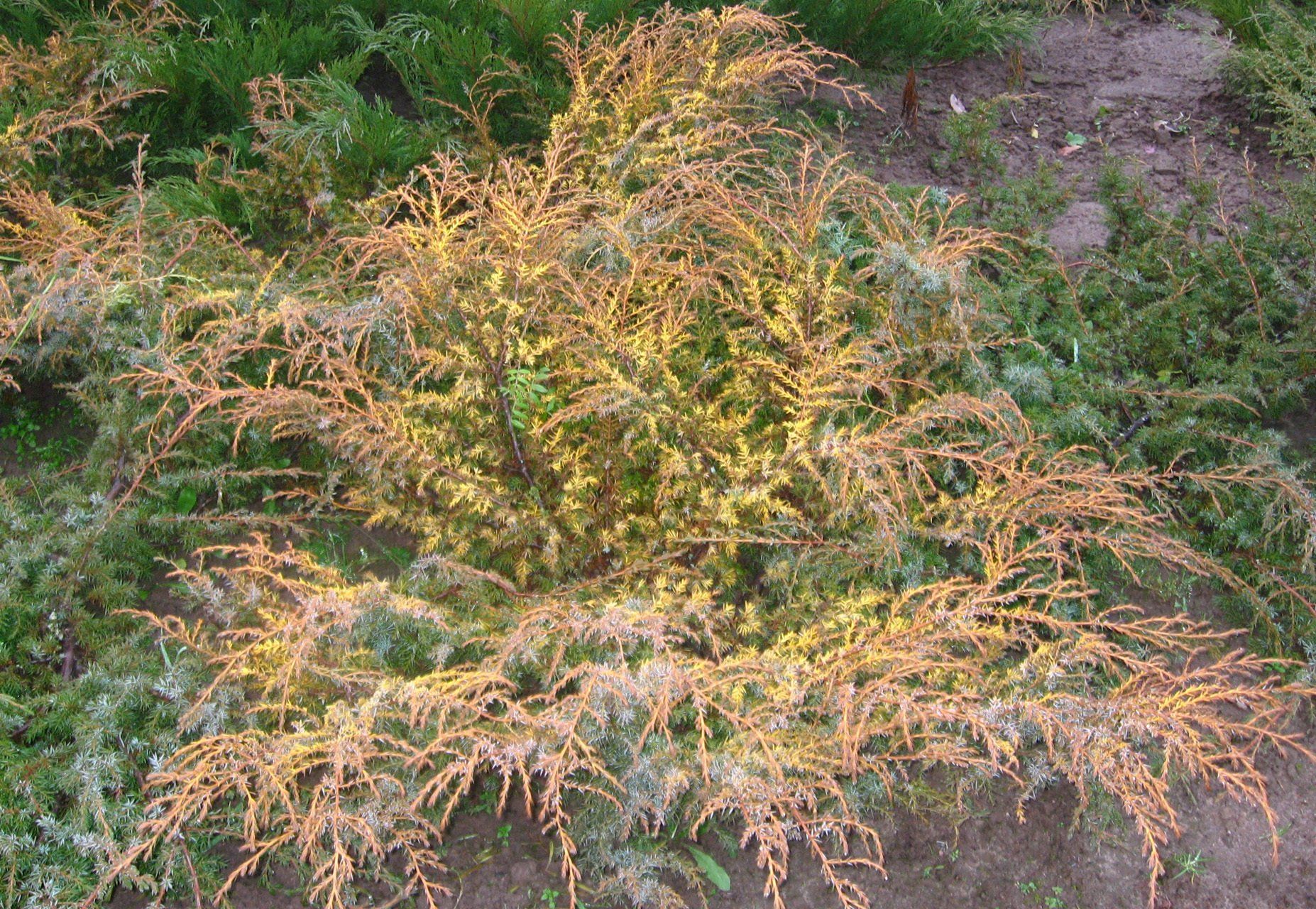 Juniperus+communis Depressa Aurea parastais kadiķis