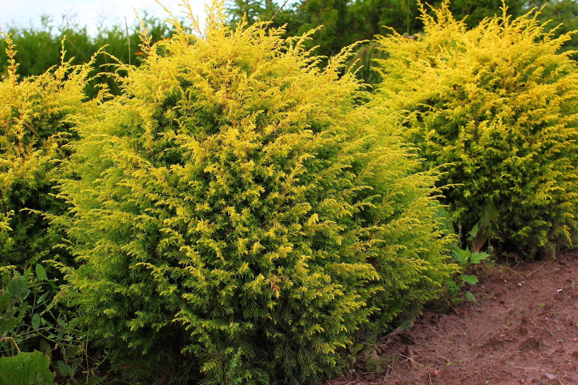 Juniperus communis Gold Cone parastais kadiķis