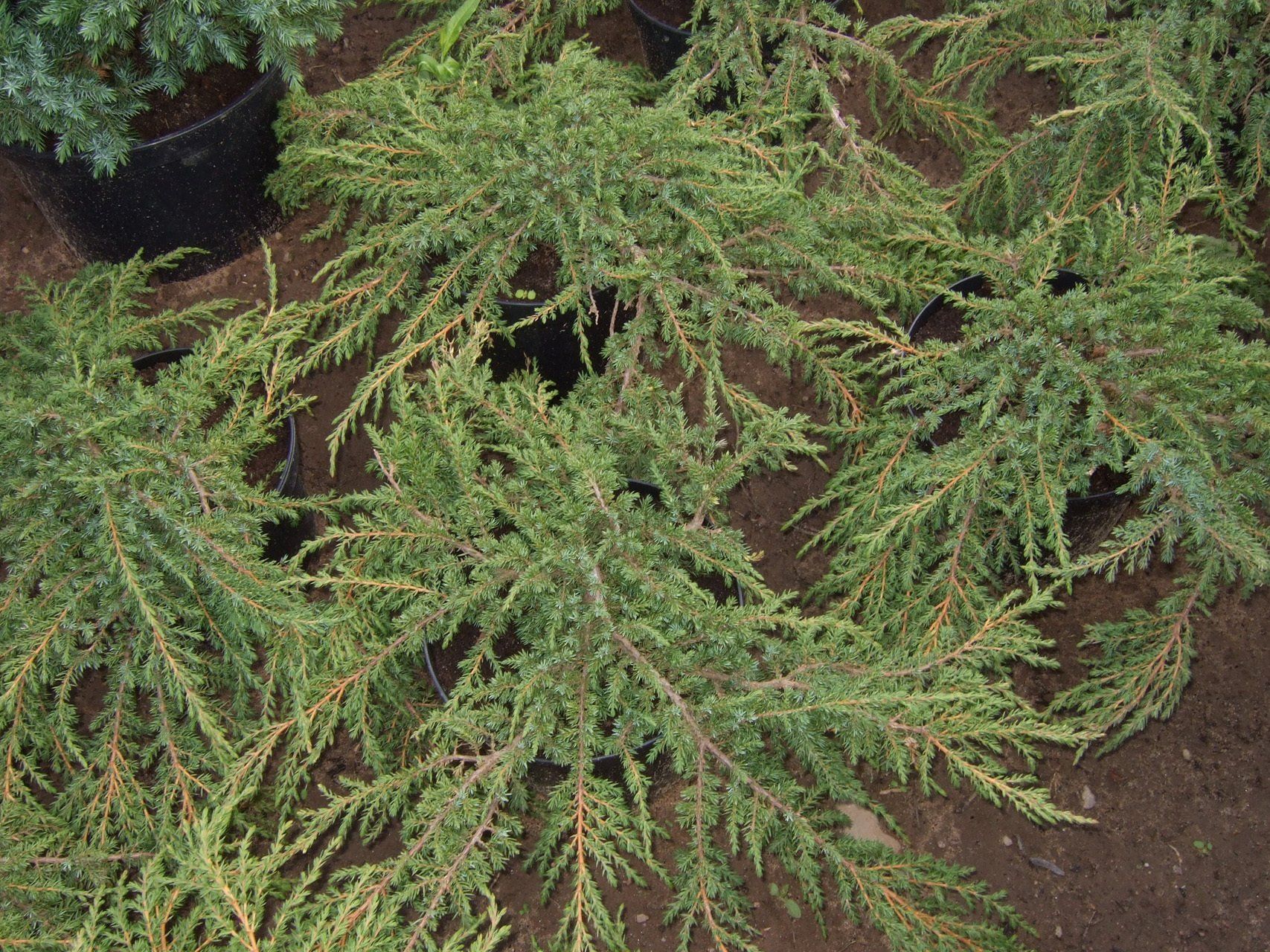 Juniperus communis Green Carpet parastais kadiķis