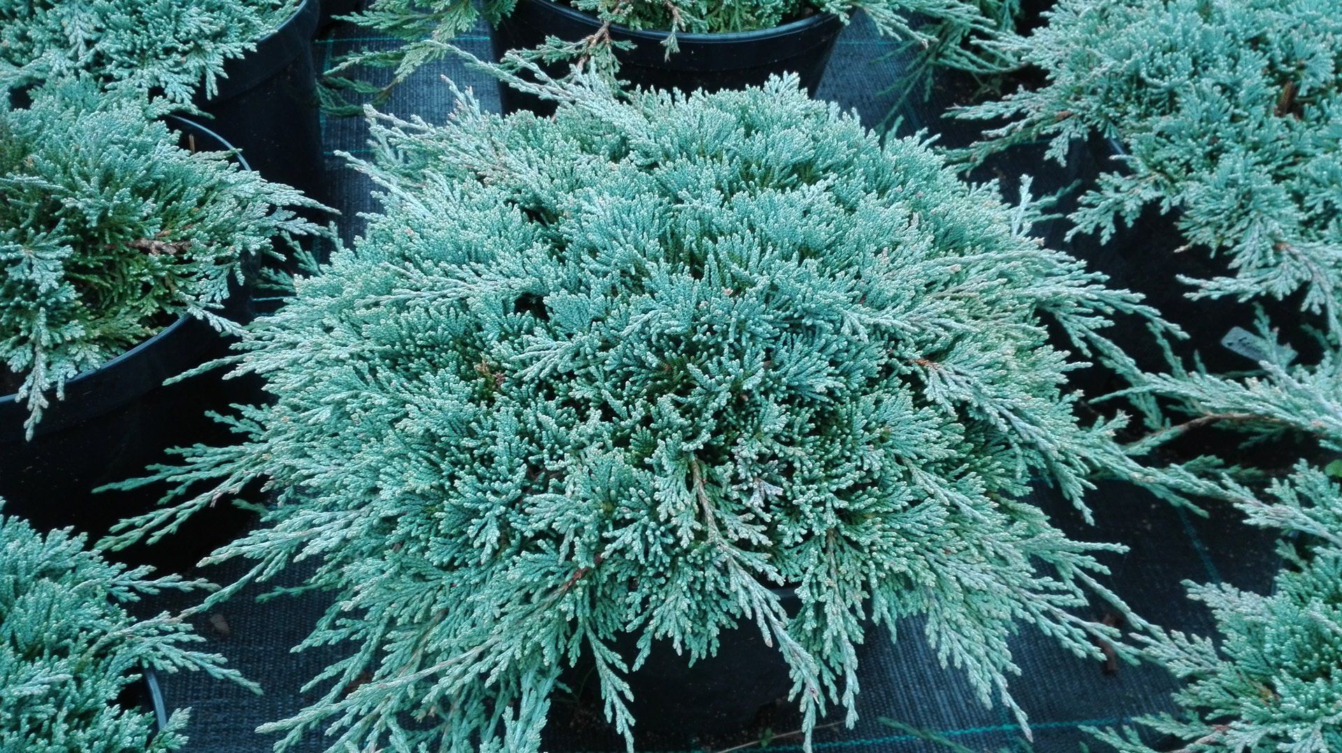 Juniperushorizontalis Icee Blue Klājeniskais kadiķis