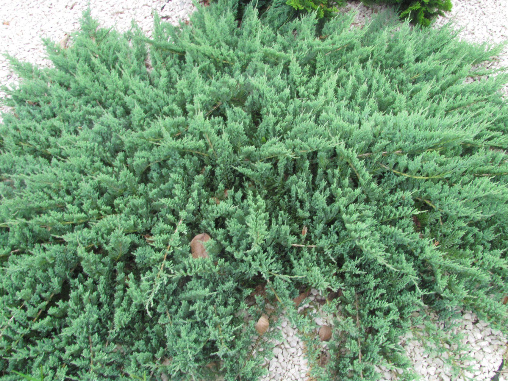 Juniperushorizontalis Blue Moon Klājeniskais kadiķis