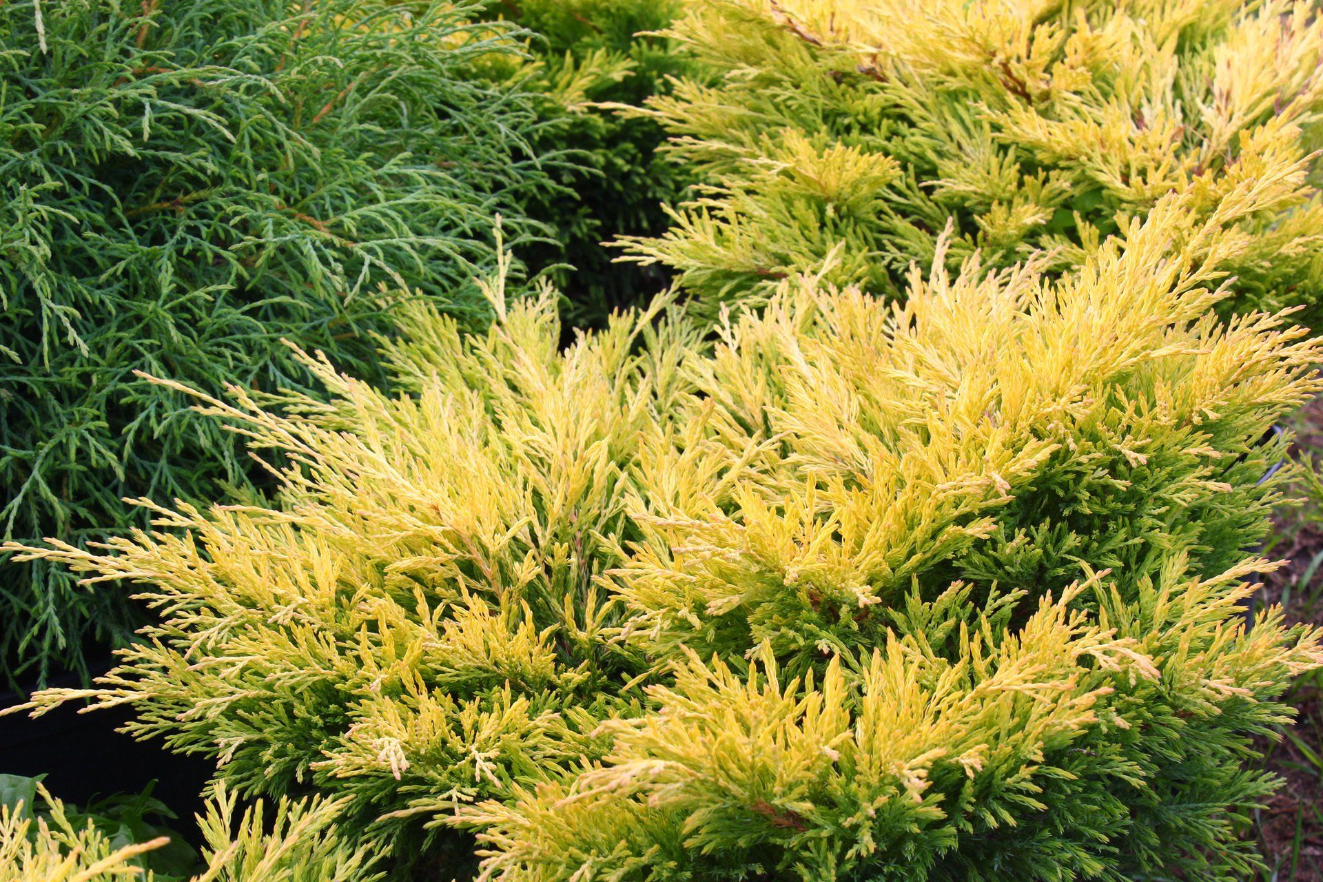 Juniperushorizontalis Lime Glow Klājeniskos kadiķis