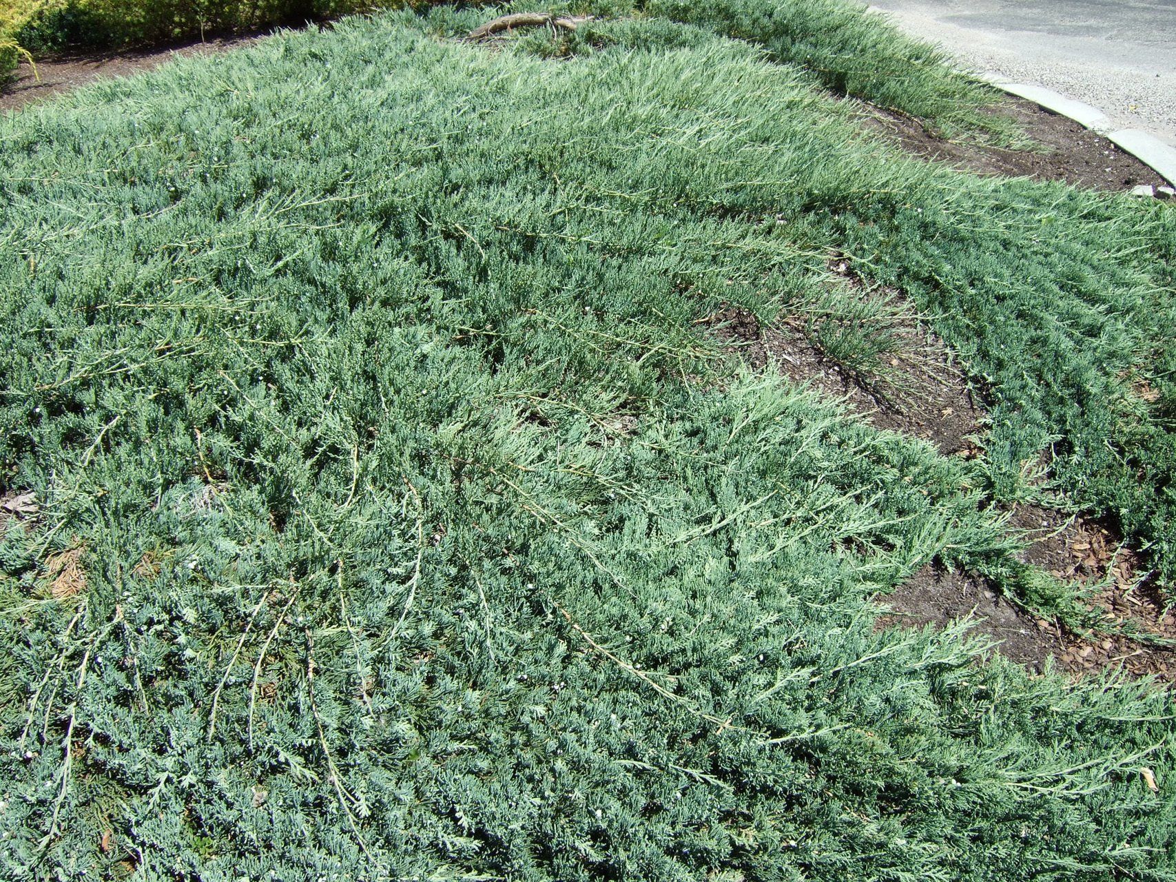 Juniperushorizontalis Wiltonii Klājeniskais kadiķis