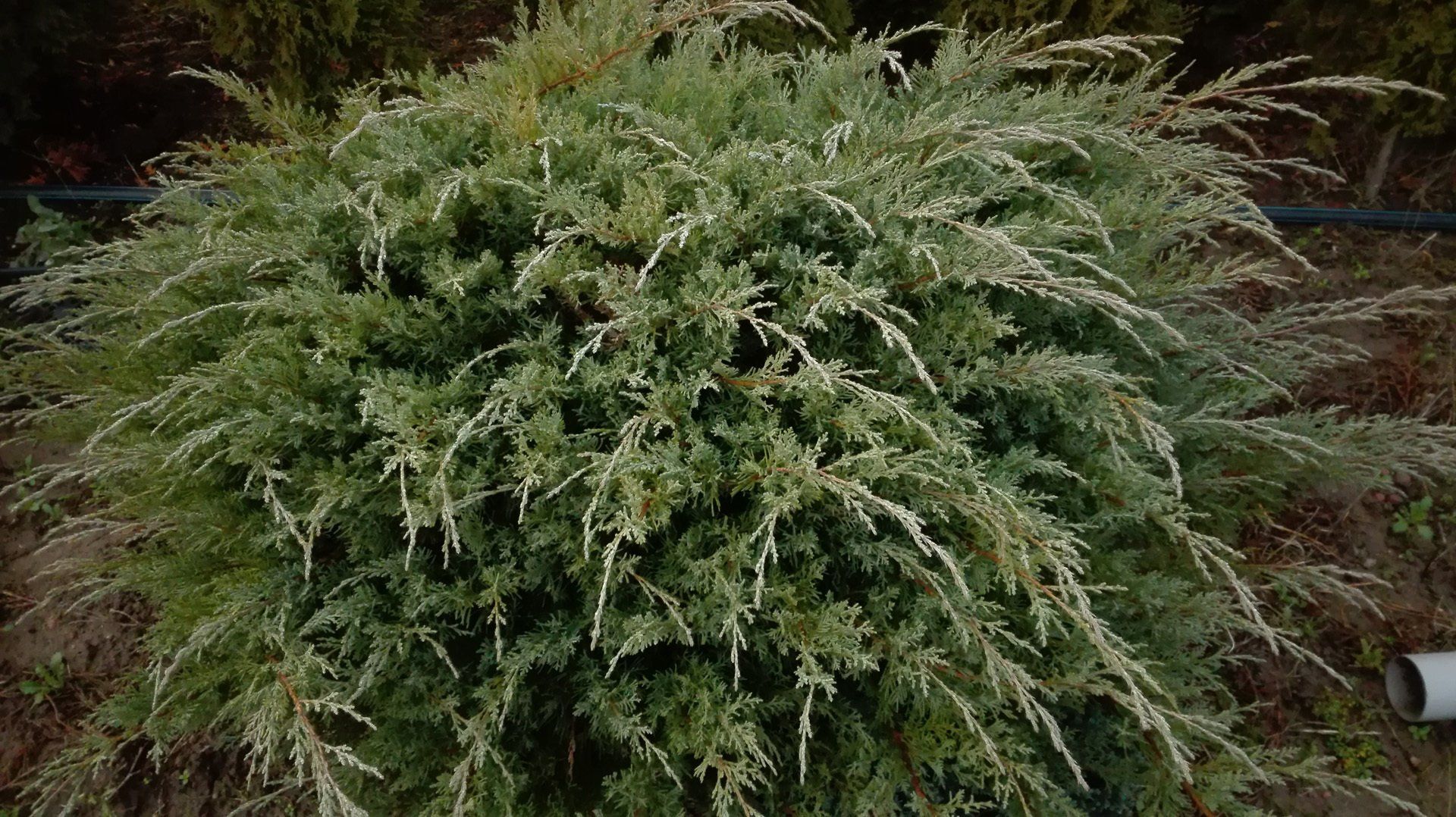 Juniperussabina Blue Danube Kazaku kadiķis