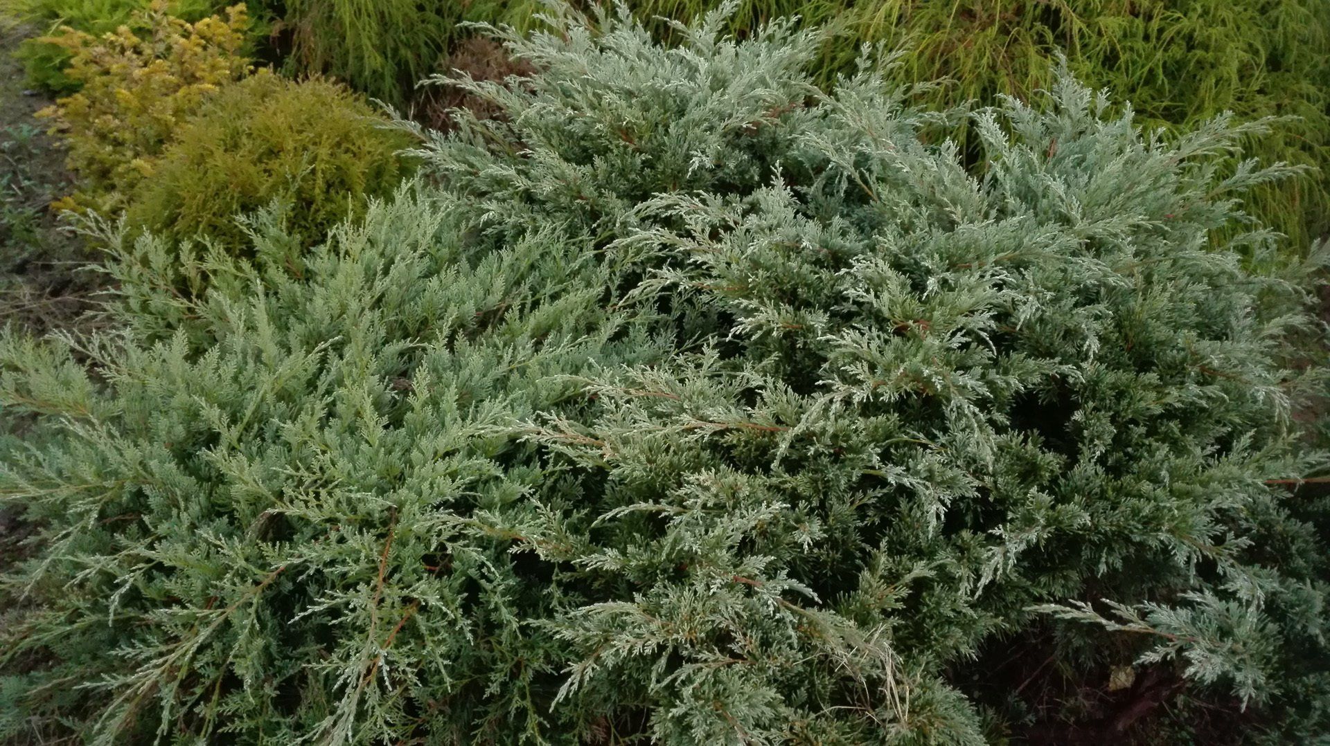 Juniperussargentii Sārdženta kadiķis