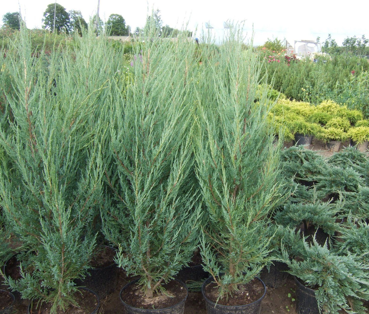 Juniperus scopulorum Blue Arrow Klinškalnu kadiķis