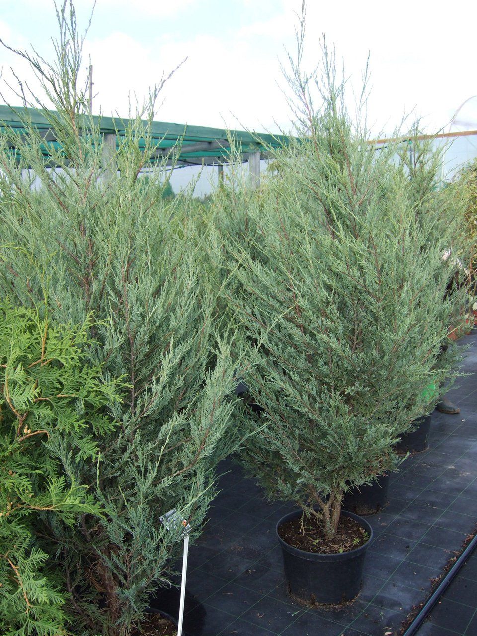 Juniperusscopulorum Skyrocket Klinškalnu kadiķis