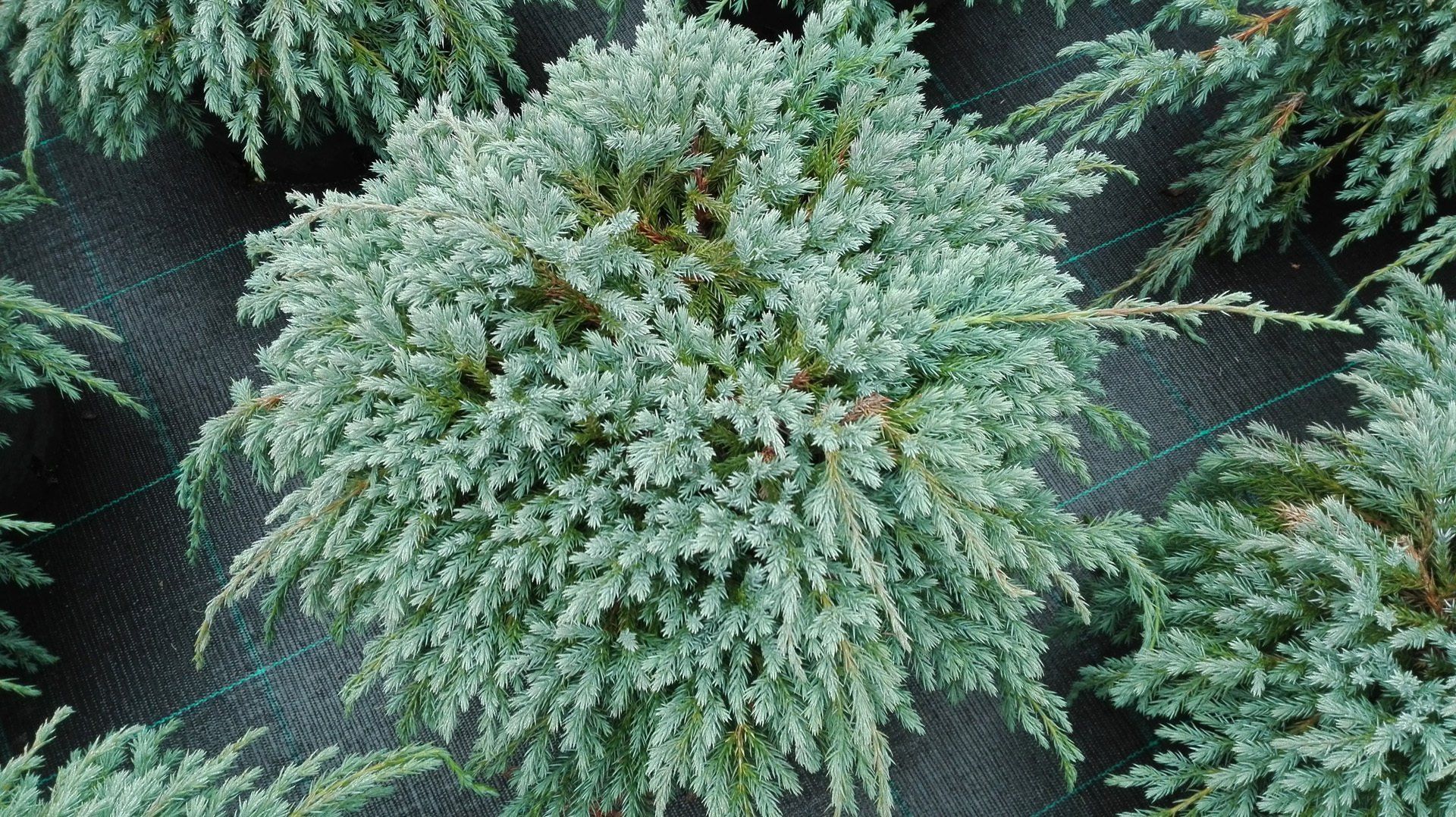 Juniperus squamata Blue Carpet zvīņainais kadiķis
