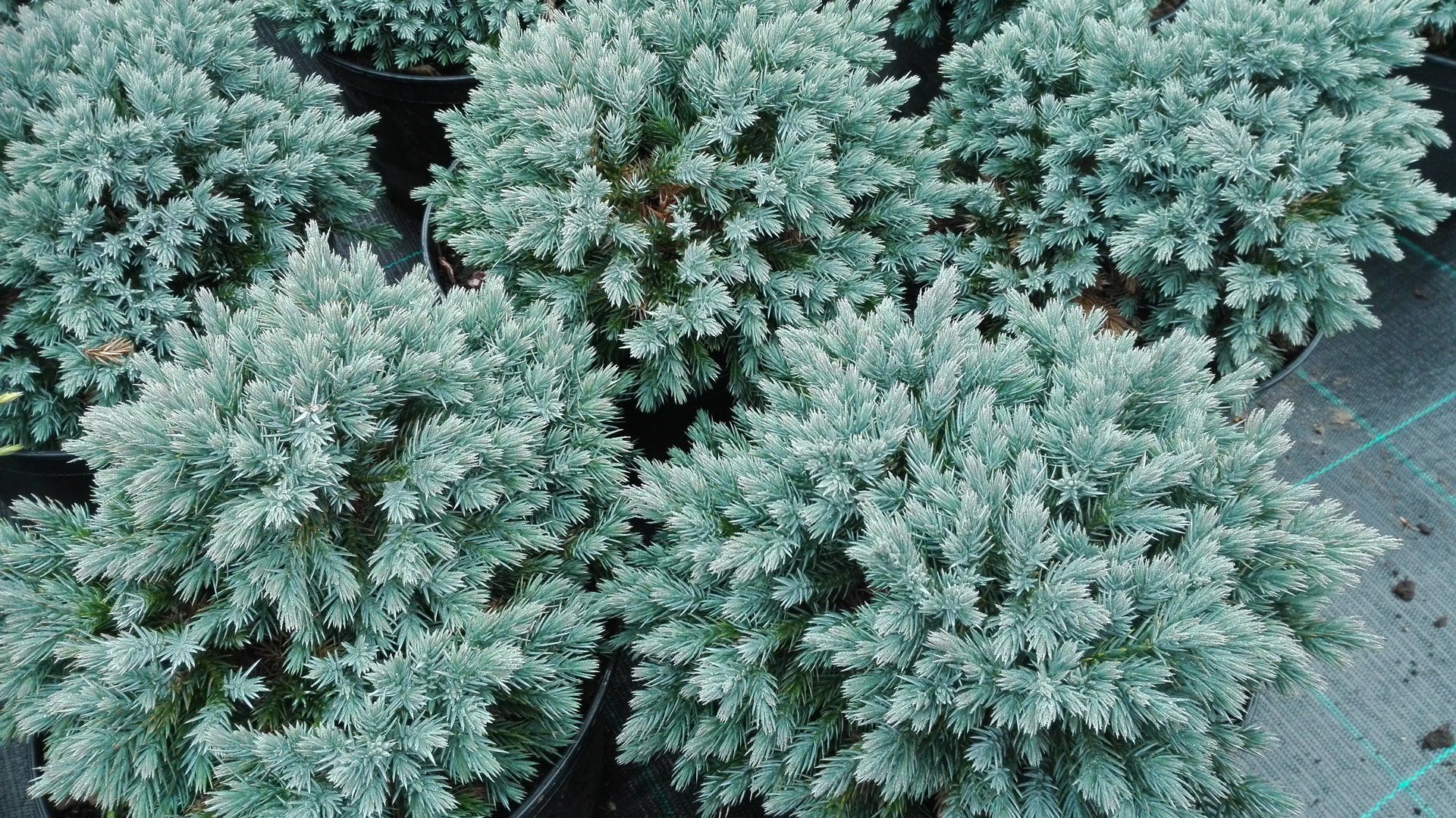 Juniperus squamata Blue Star zvīņainais kadiķis