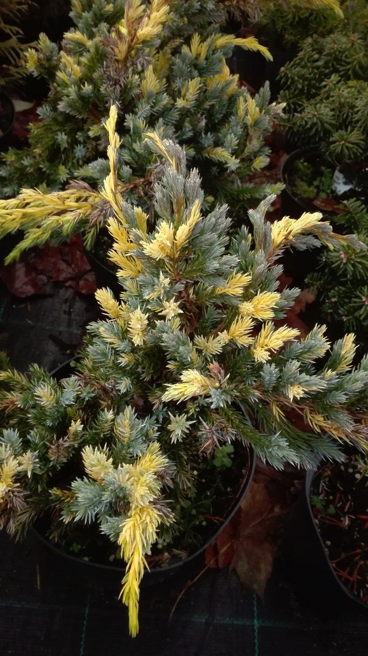 Juniperussquamata Golden Flame Zvīņainais kadiķis