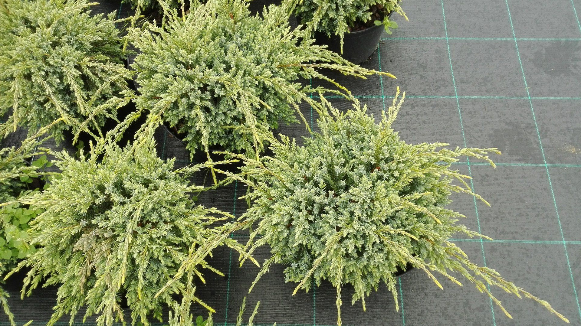 Juniperus squamata Holger zvīņainais kadiķis