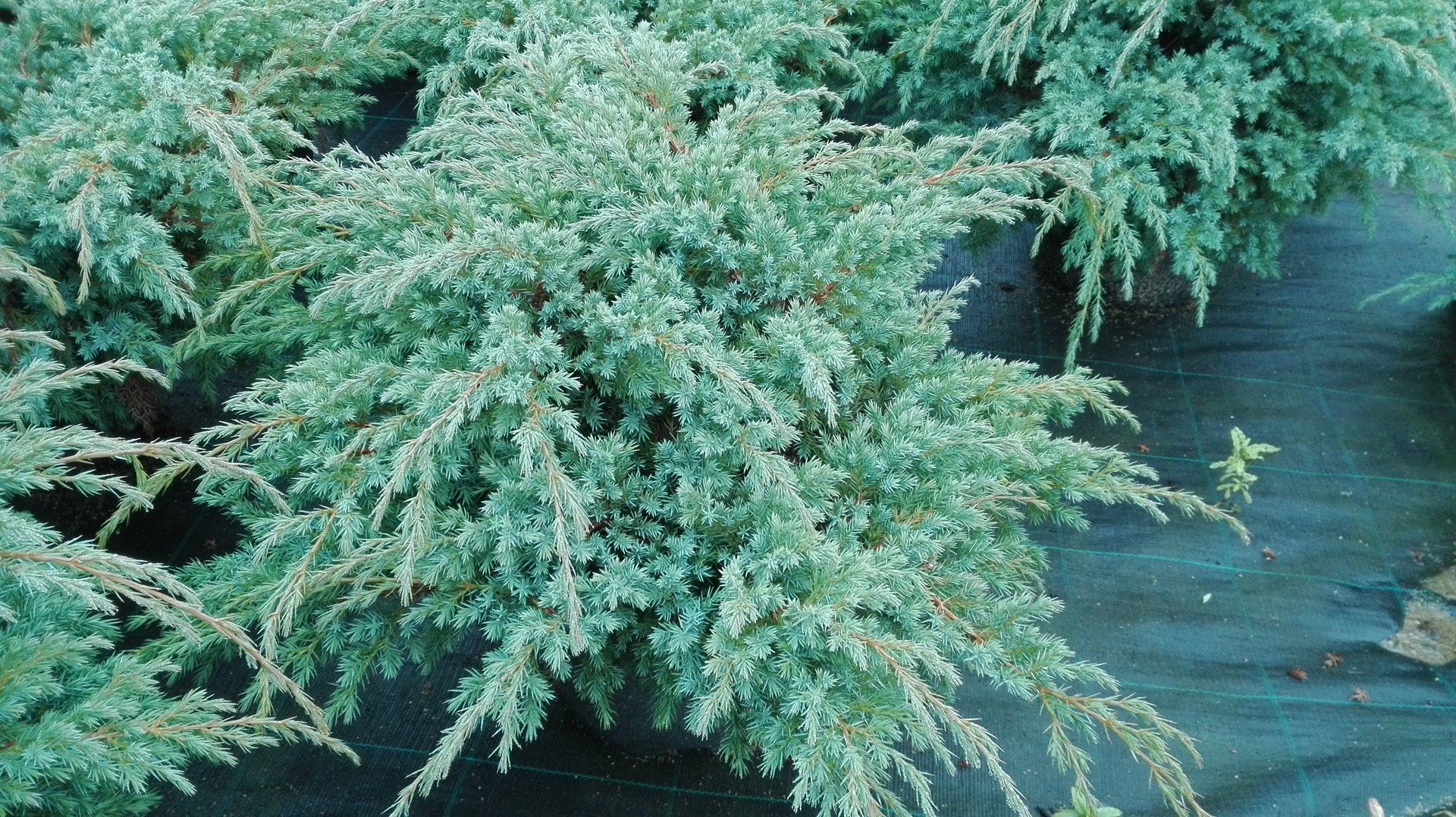 Juniperussquamata Hunnetorp Zvīņainais kadiķis