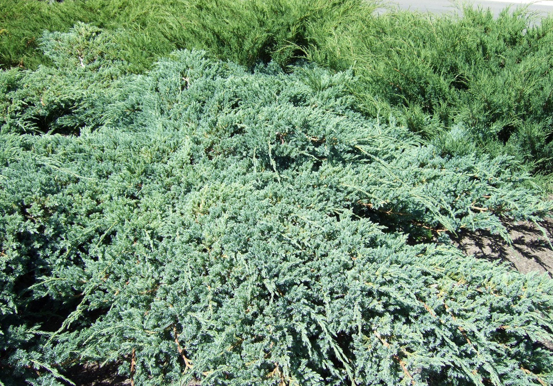 Juniperus squamata Blue Carpet zvīņainais kadiķis