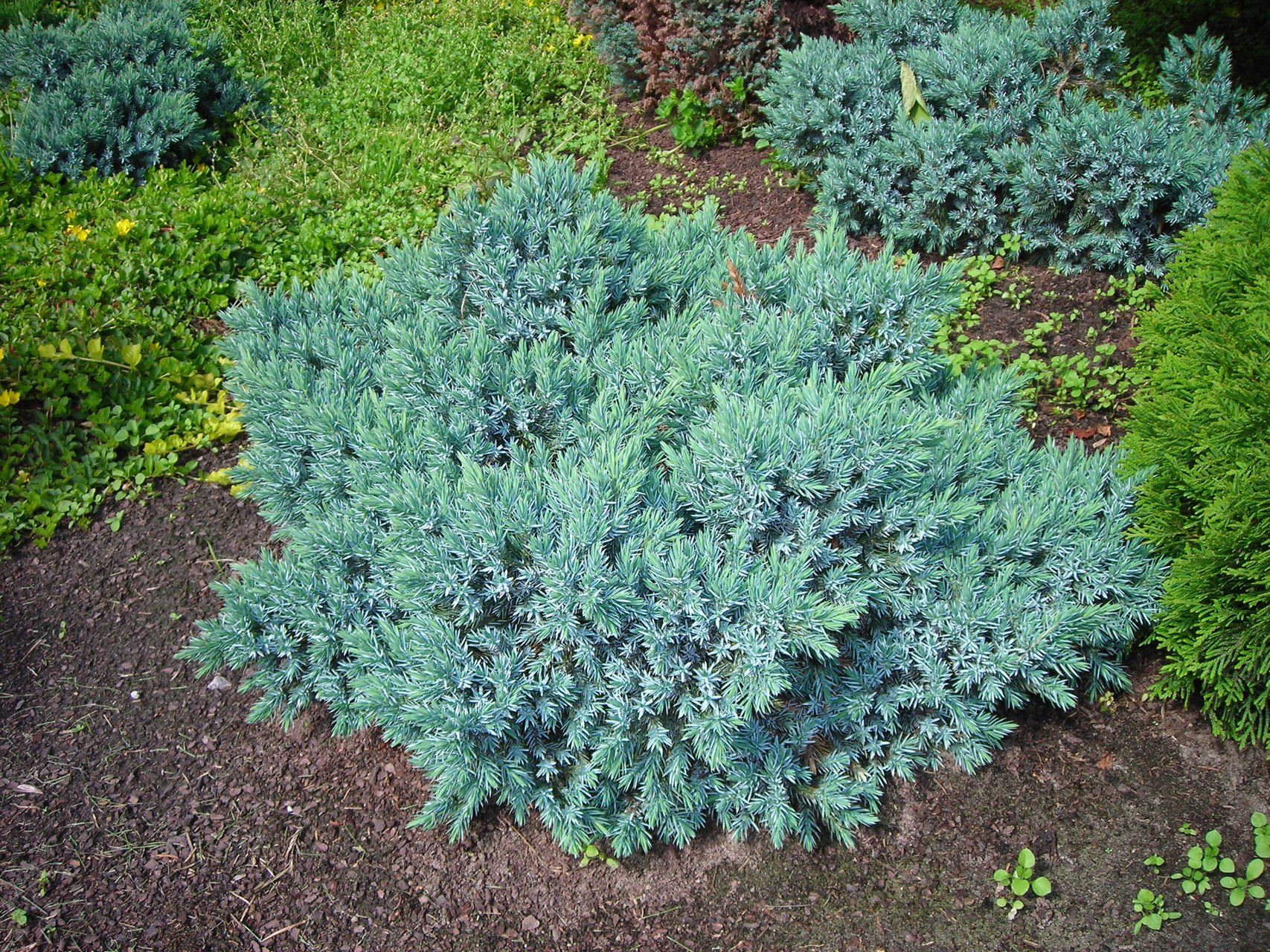 Juniperus squamata Blue Star zvīņainais kadiķis