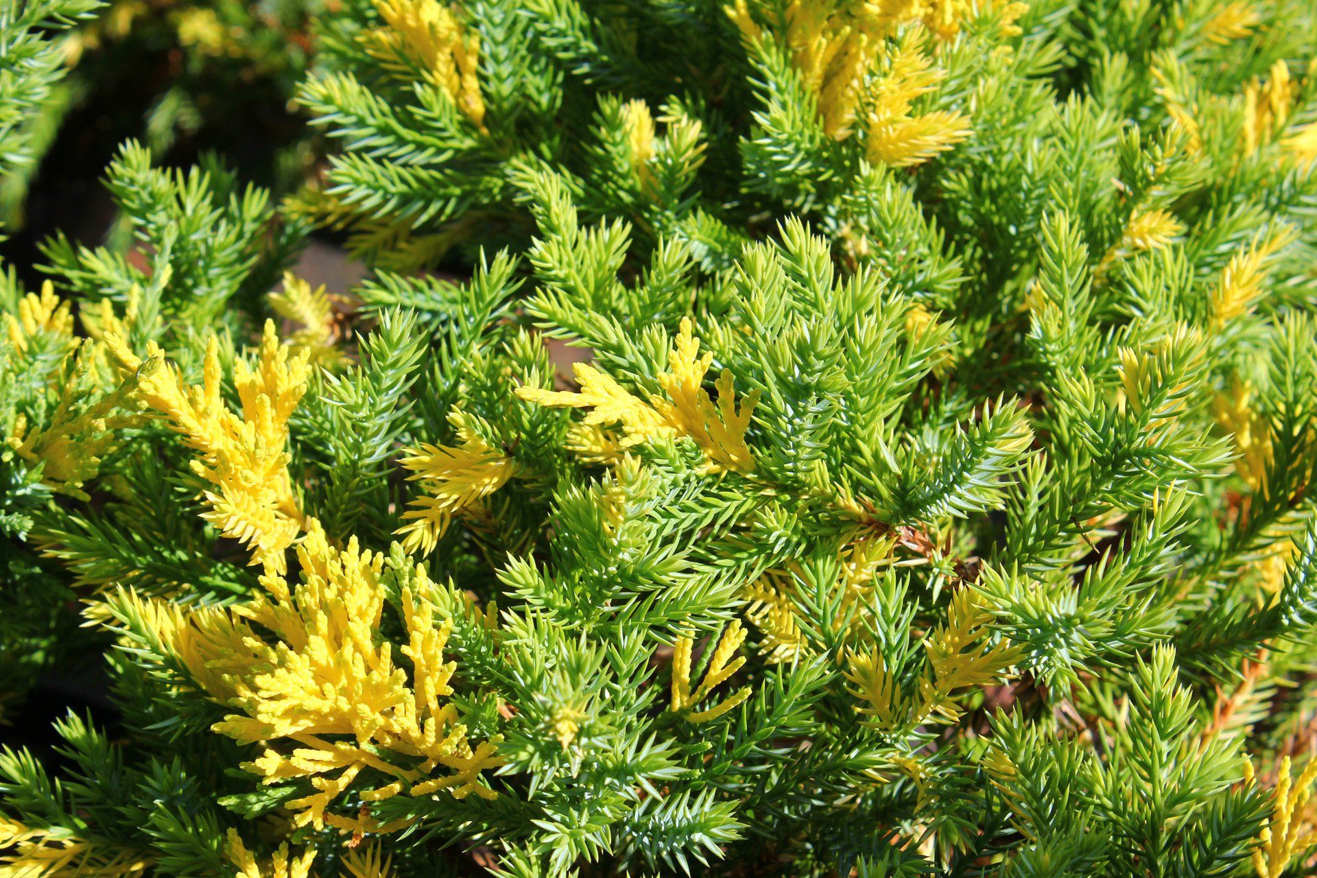 Juniperusxmedia Blueand Gold vidējais kadiķis