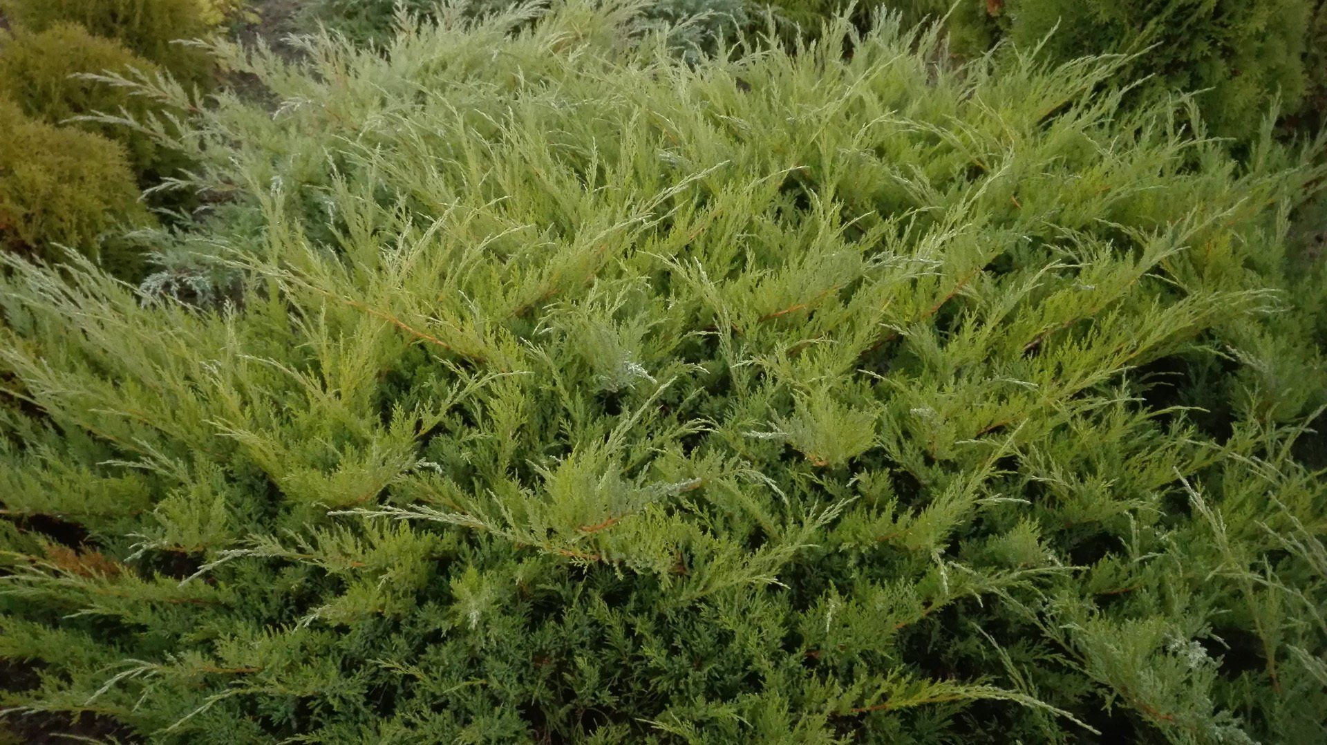 Juniperus x media Mint Julep vidējais kadiķis
