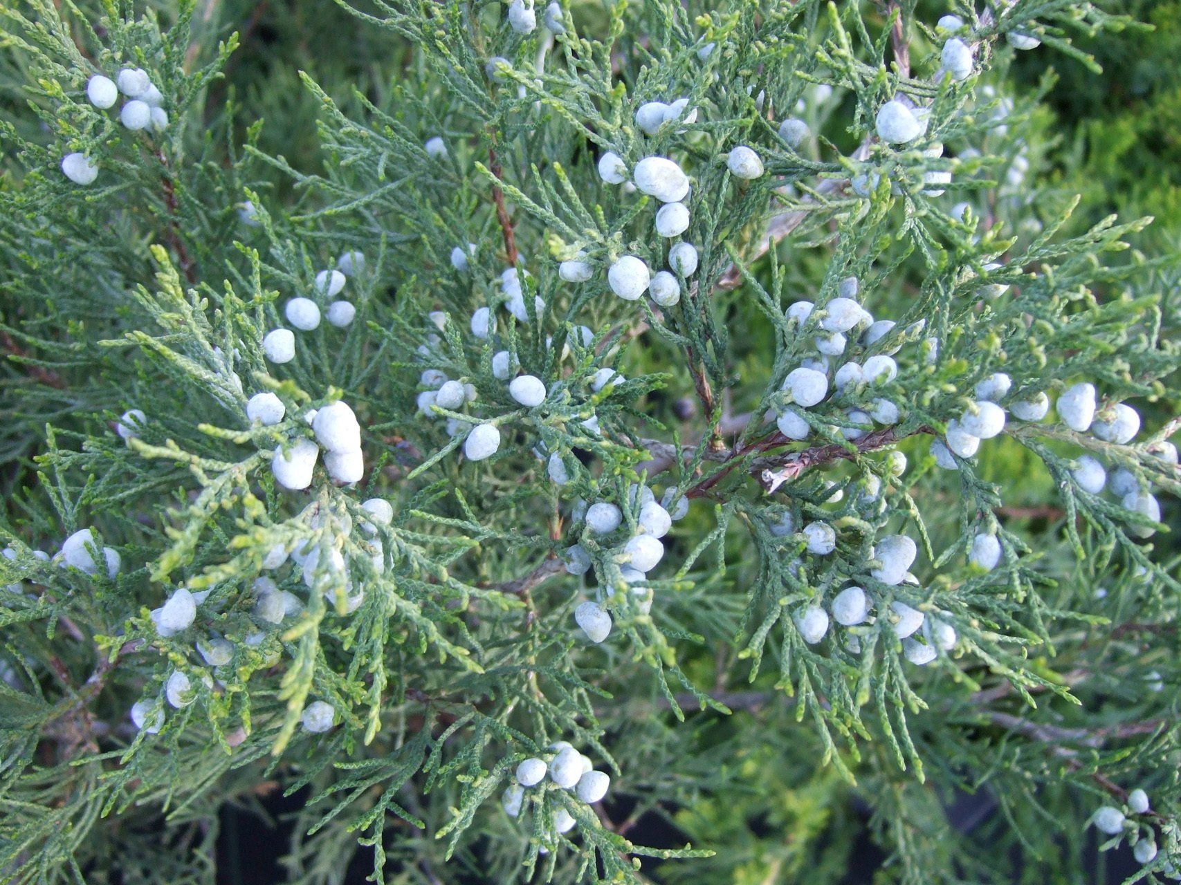 Juniperus x media Mint Julep vidējais kadiķis