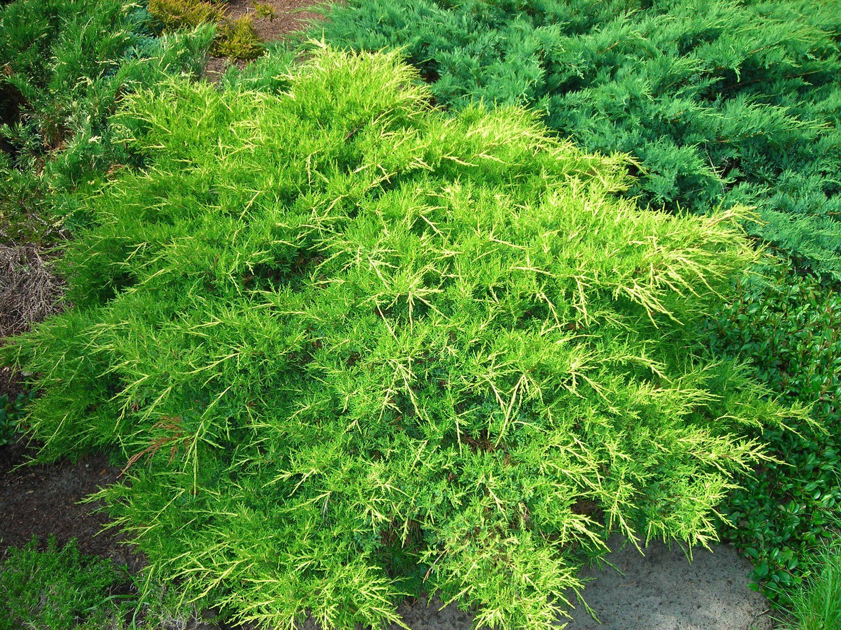 Juniperus x media Old Gold vidējais kadiķis