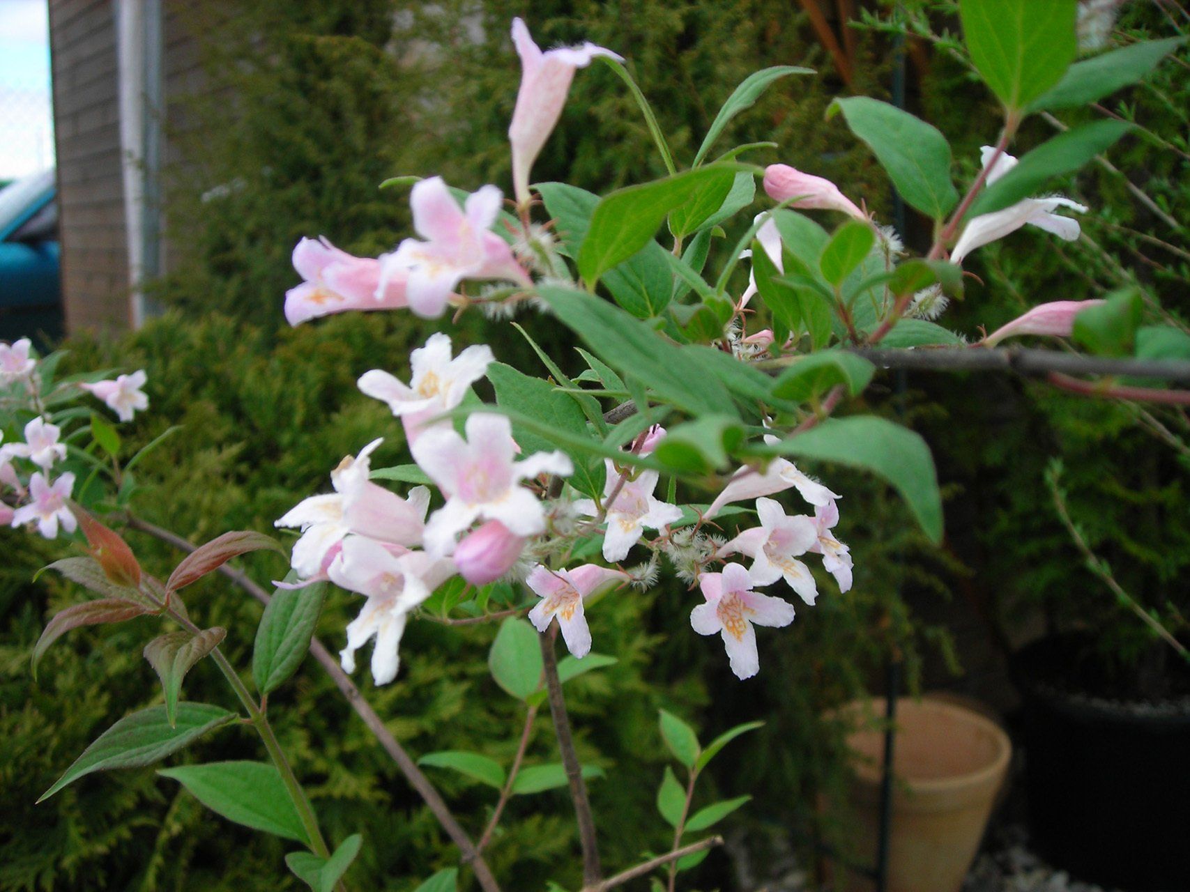 Kolkwitzia amabilis Burvīgā kolkvīcija