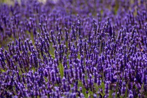 Lavanda, lavandas lauks, lavandas lauki
