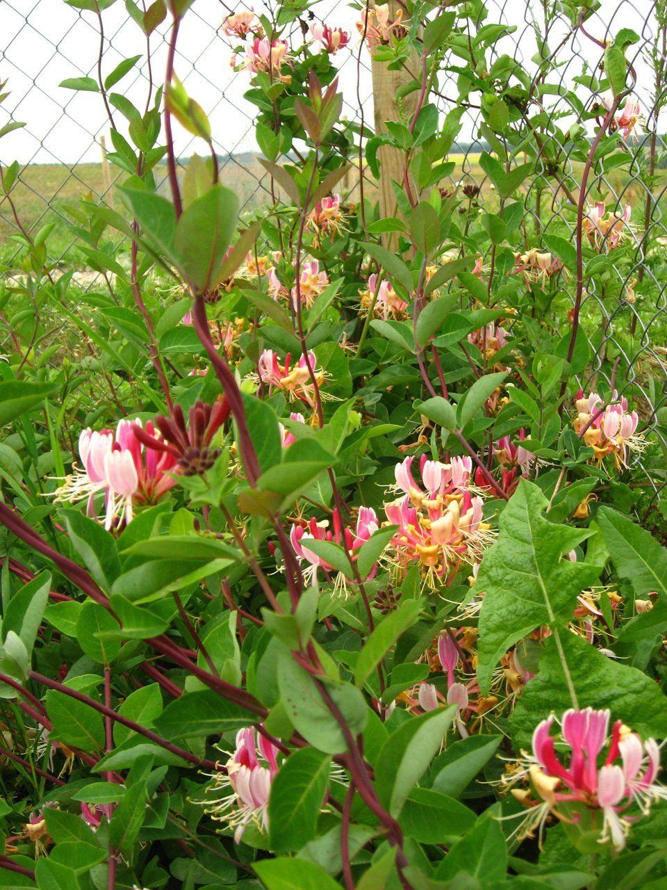 Lonicera periclymenum vācijas vīteņsausserdis