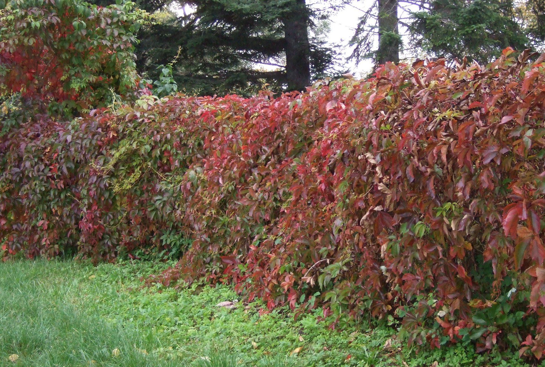 Parthenocissus quinquefolia var. quinquefolia pieclapu mežvīns, paškāpējs