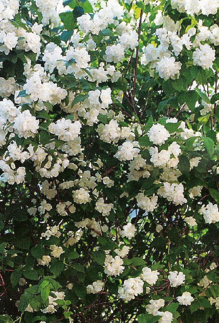 Philadelphus Virginal Filadelfs (neīstais jasmīns)