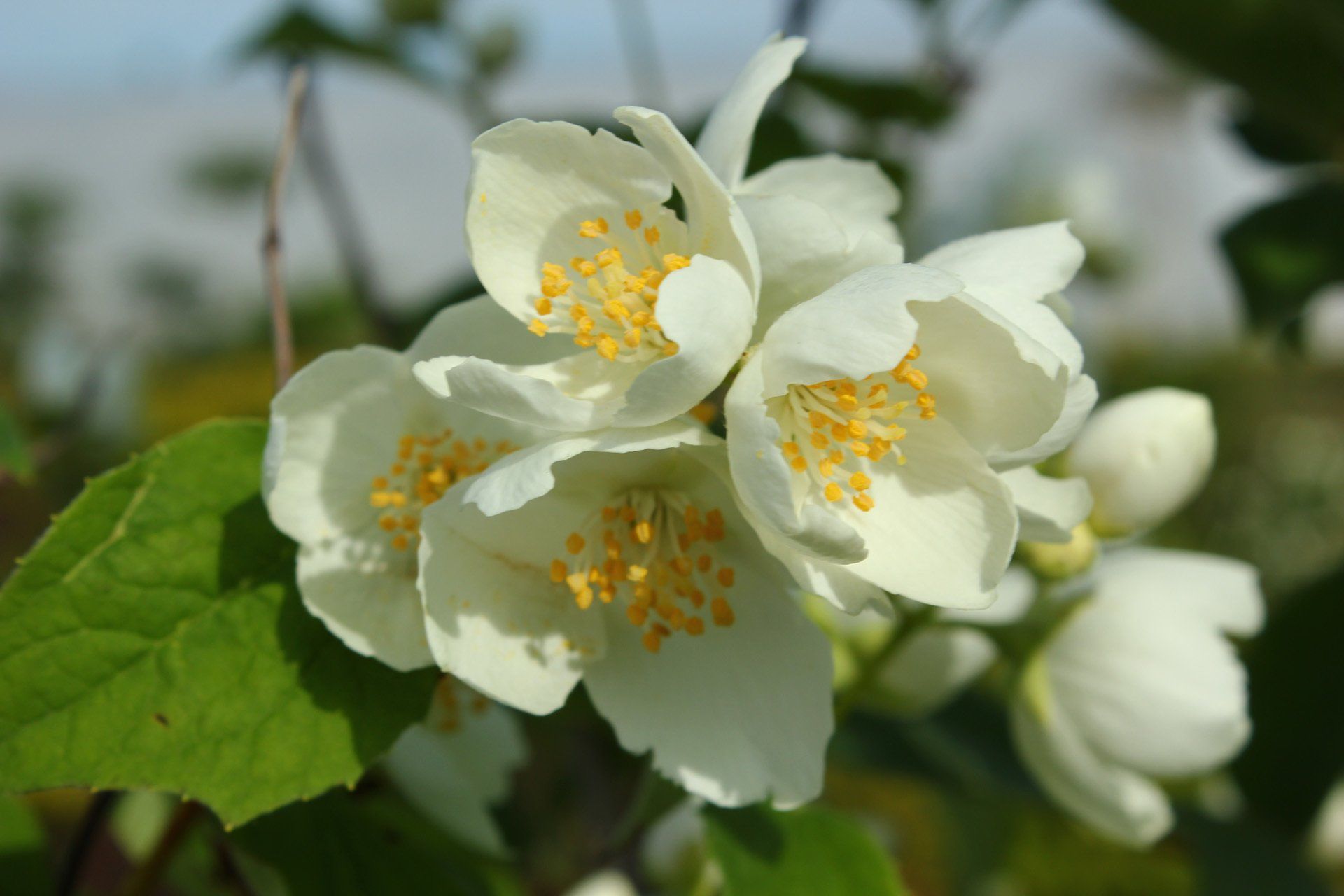 Philadelphus inodorus var.grandiflorus Lielziedu filadelfs