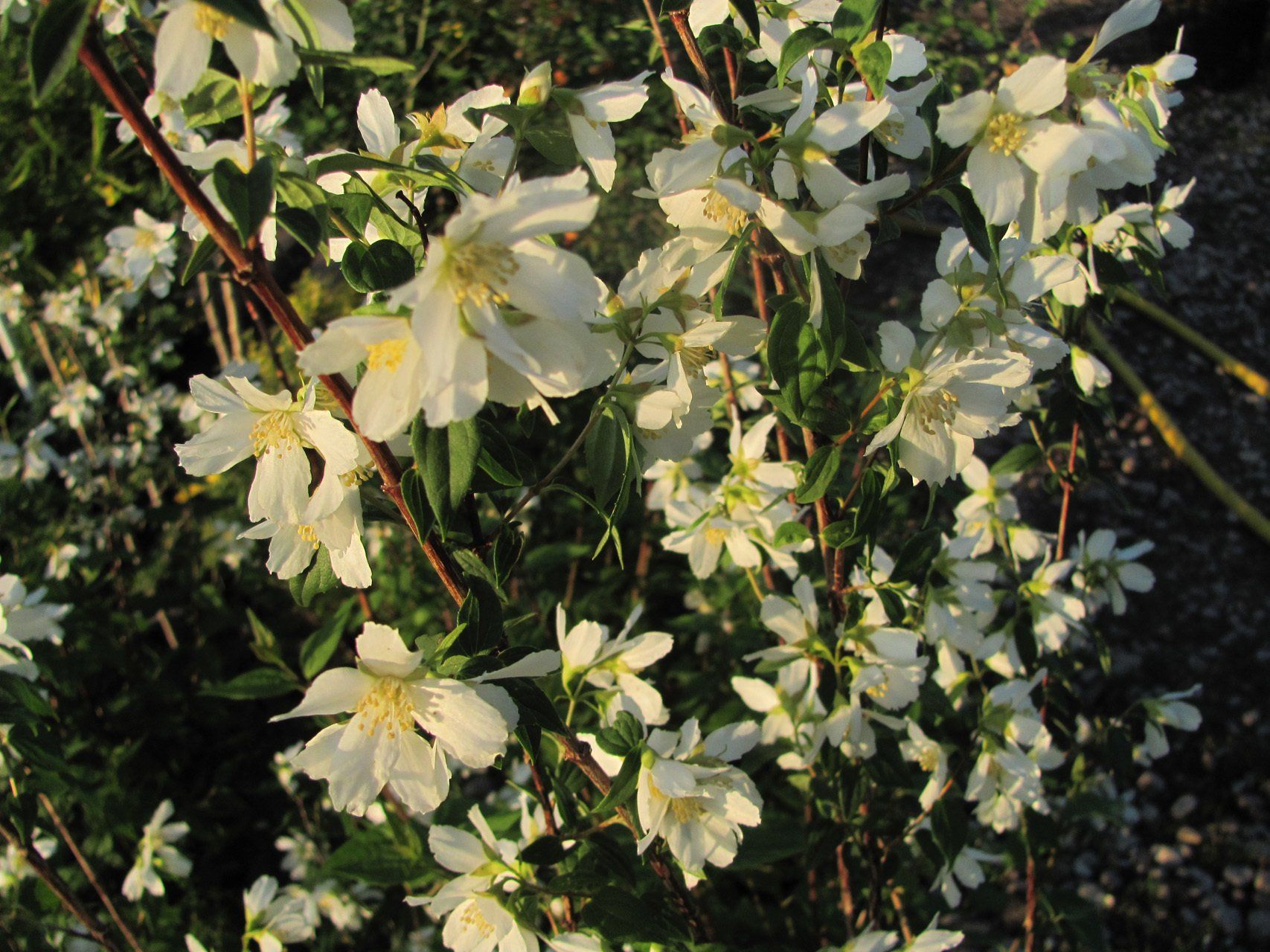 Philadelphus x lemoinei Erectus Lemuāna filadelfs