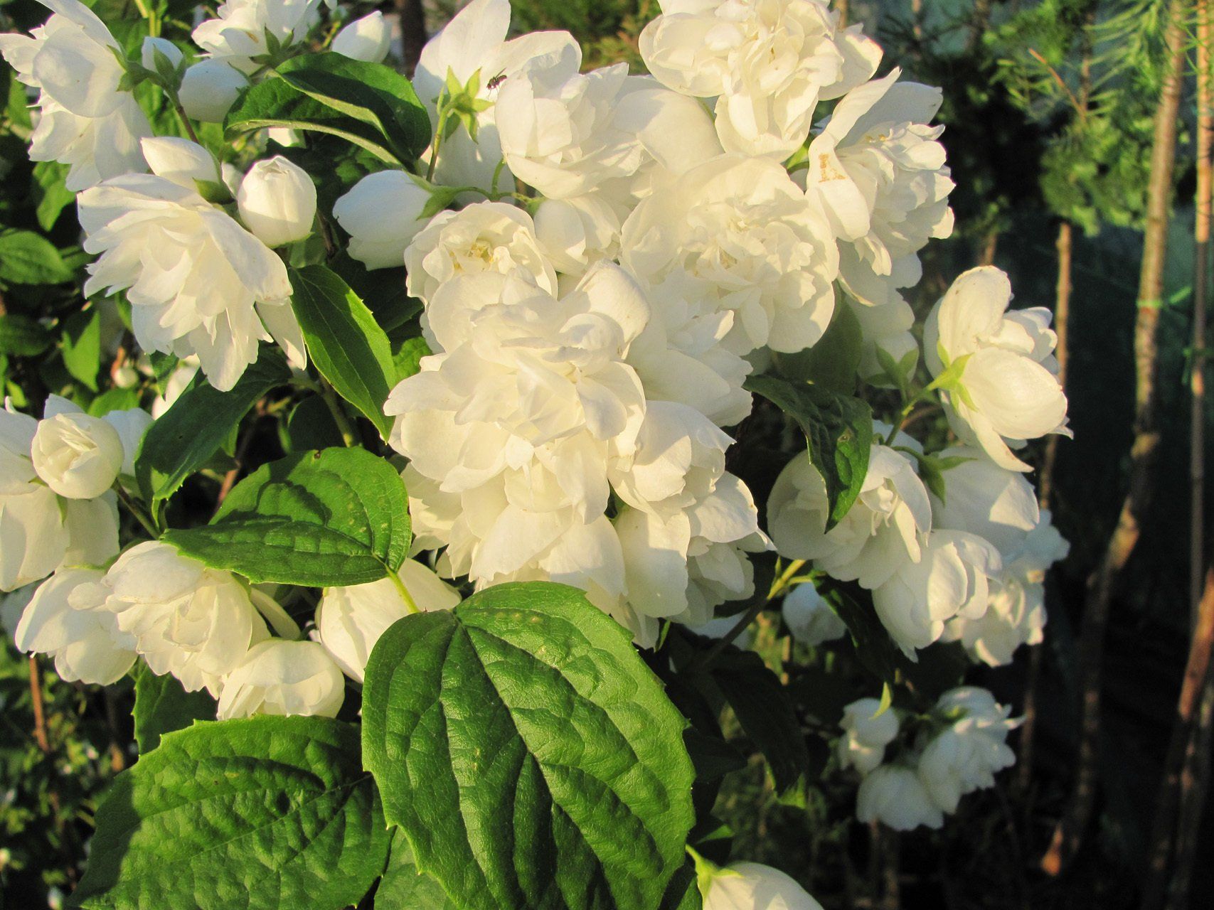 Philadelphus x virginalis Virginal Jaunavīgais filadelfs
