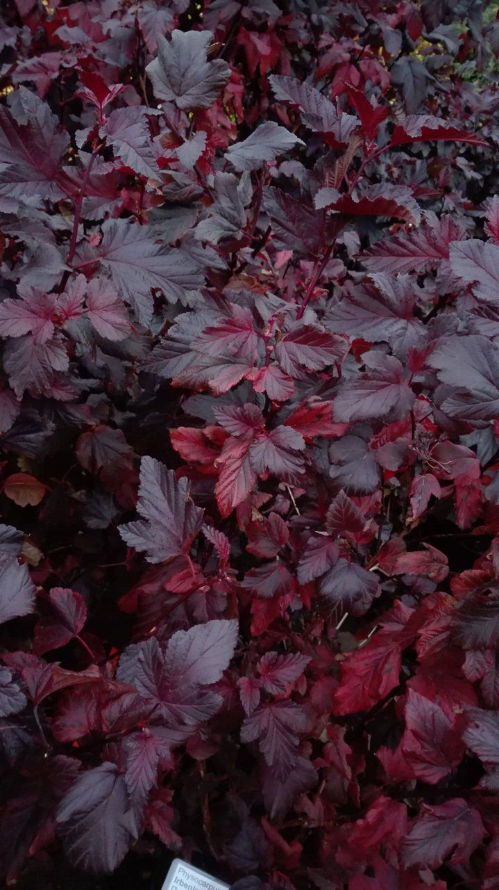Physocarpus opulifolius 'Andre' Irbeņlapu fizokarps