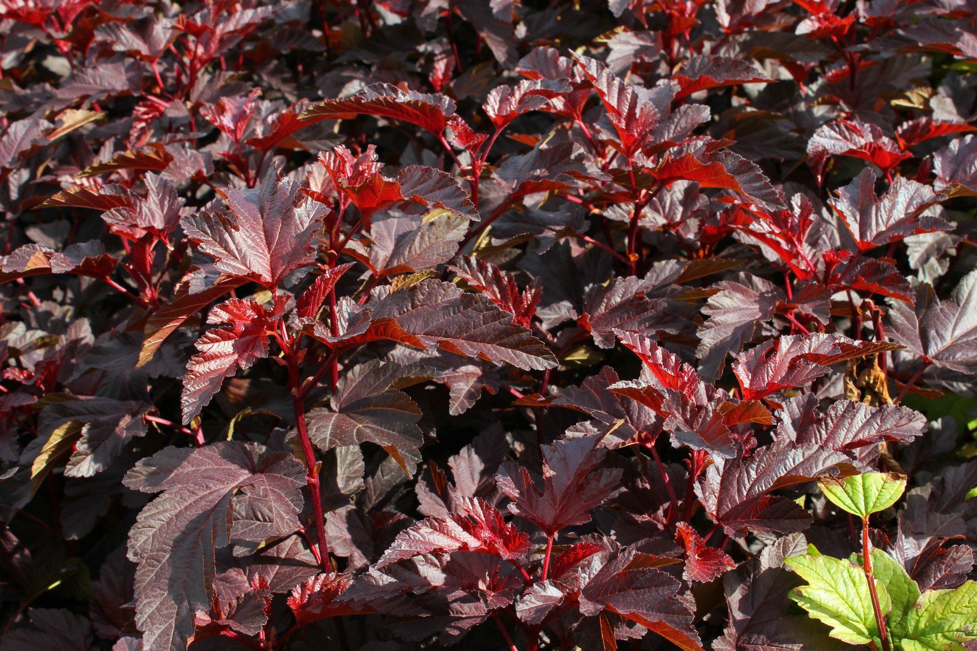 Physocarpus opulifolius Lady in Red Irbeņlapu fizokarps
