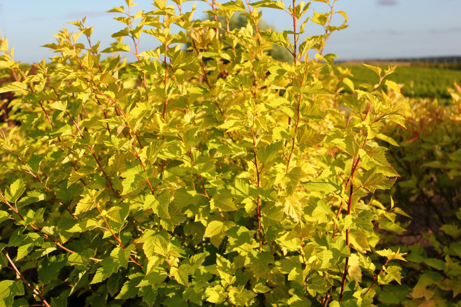 Physocarpus opulifolius Luteus Irbeņlapu fizokarps
