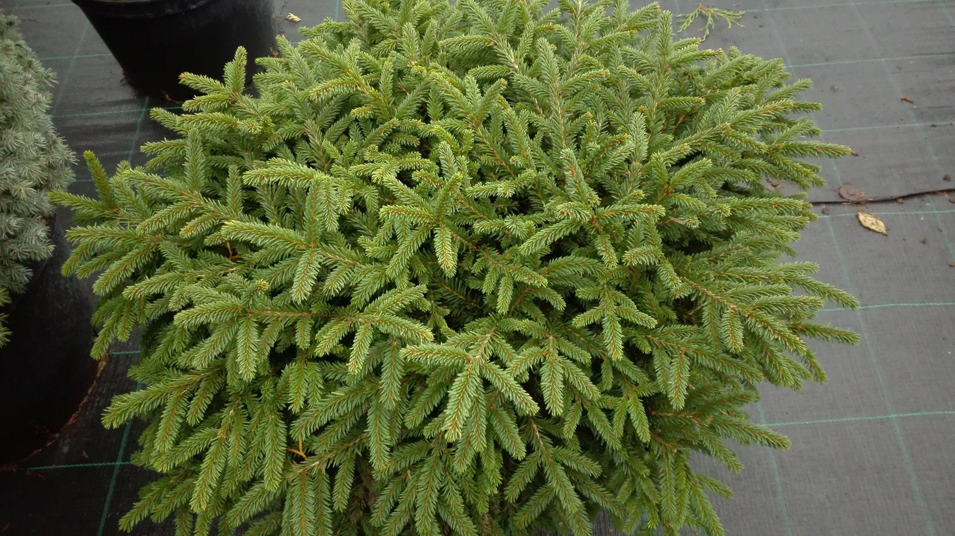 Picea abies Pumila Glauca parastā egle