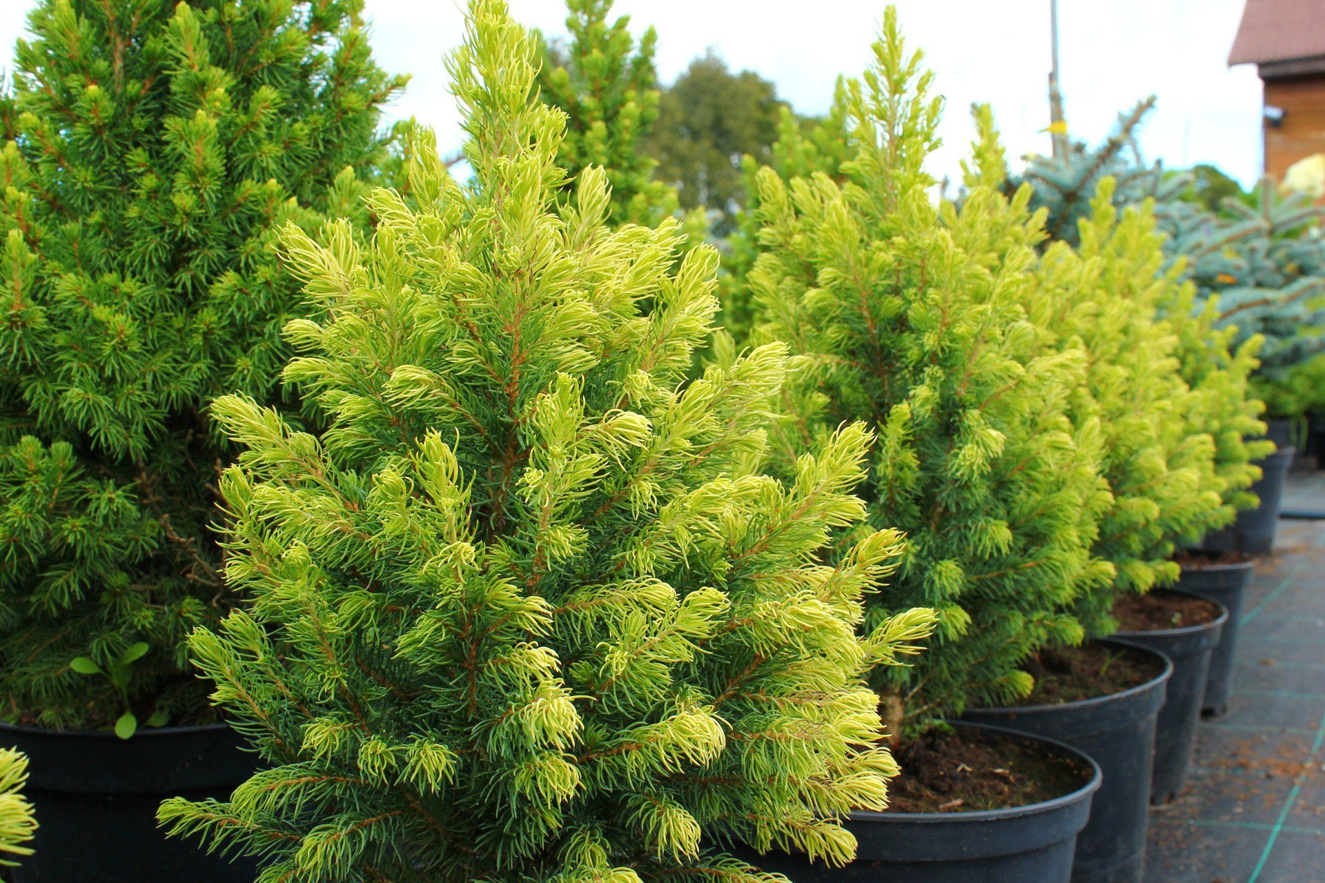 Piceaglauca Daisys White Kanādas egle