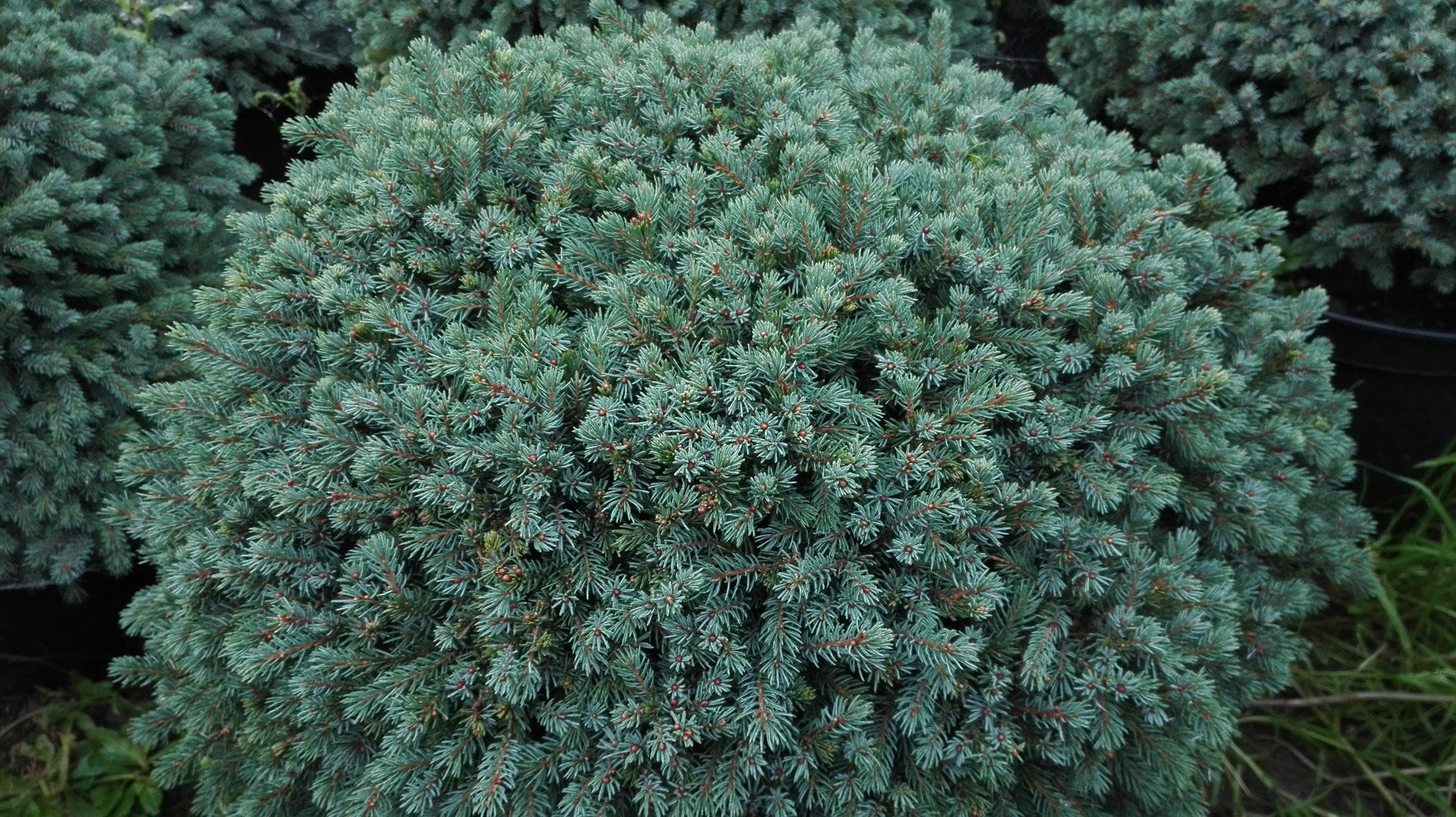 Picea glauca Echiniformis Kanādas egle