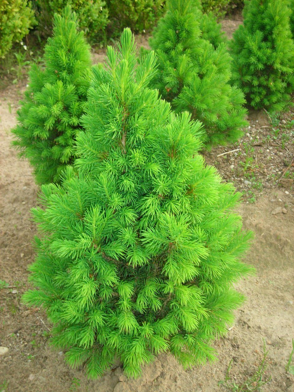 Piceaglauca Conica Kanādas egle