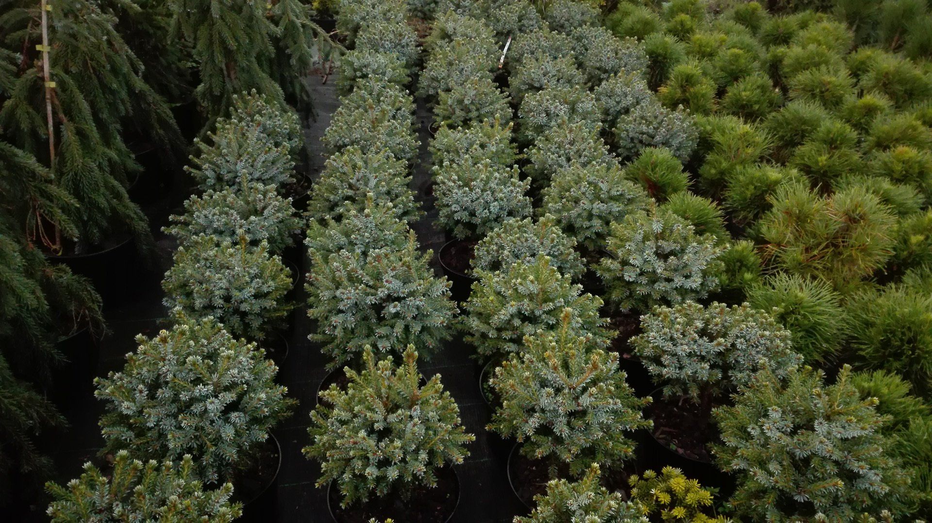 Piceaomorika Nana Serbijas egle