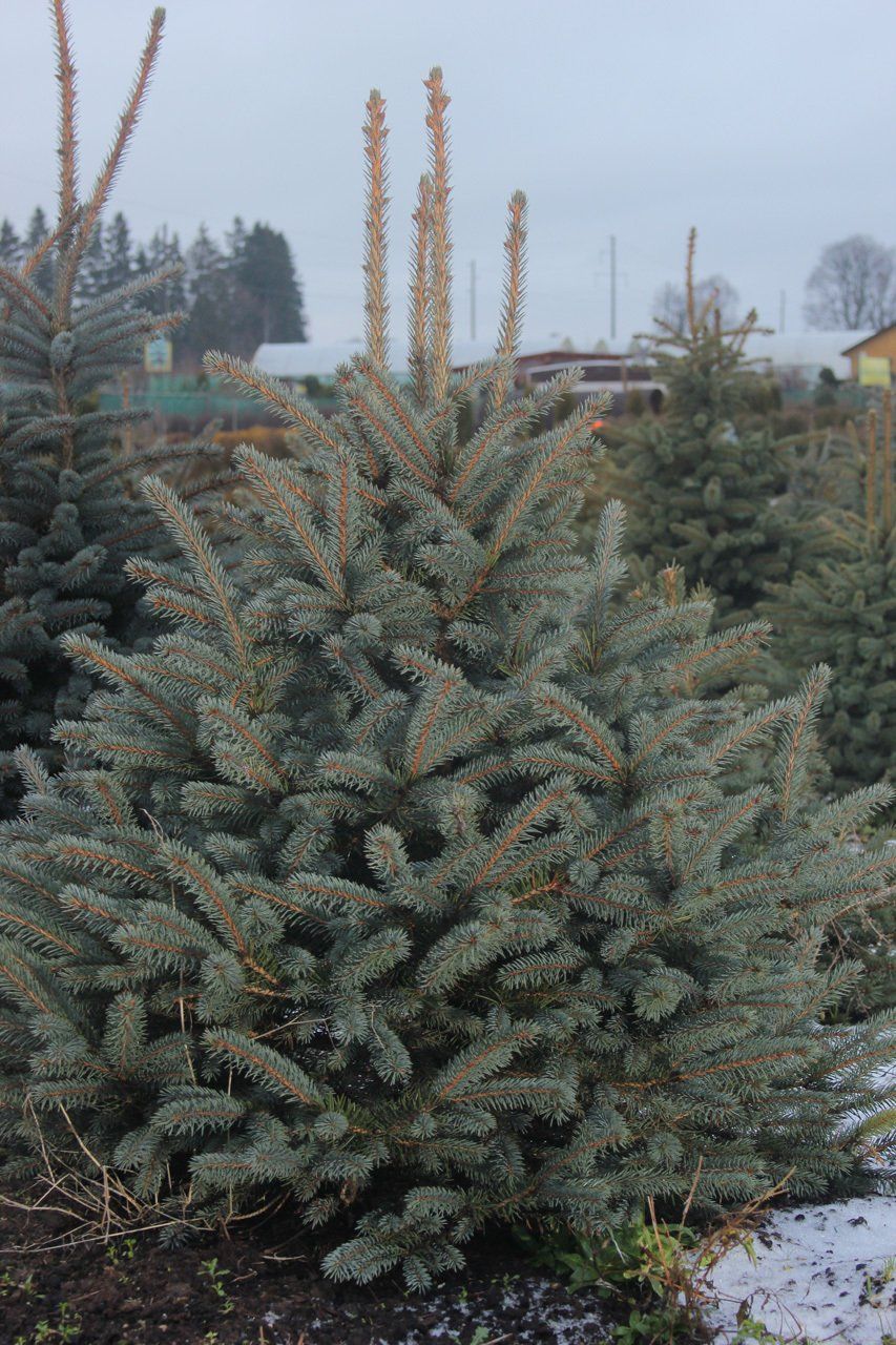 Piceapungens asā egle