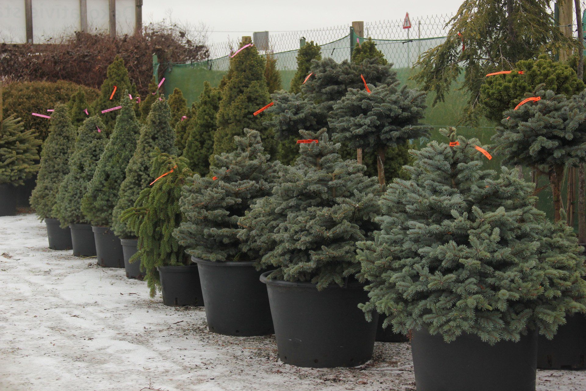 Piceapungens Asā egle