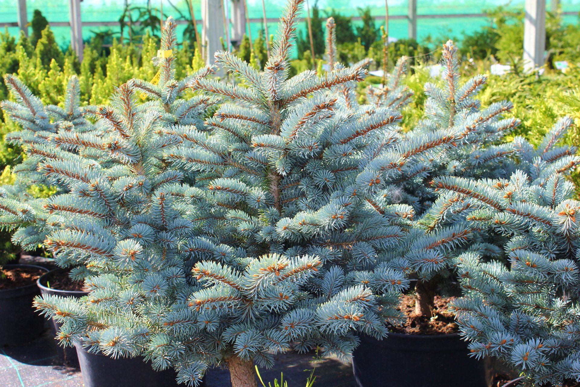 Picea pungens Glauca Globosa Asā egle