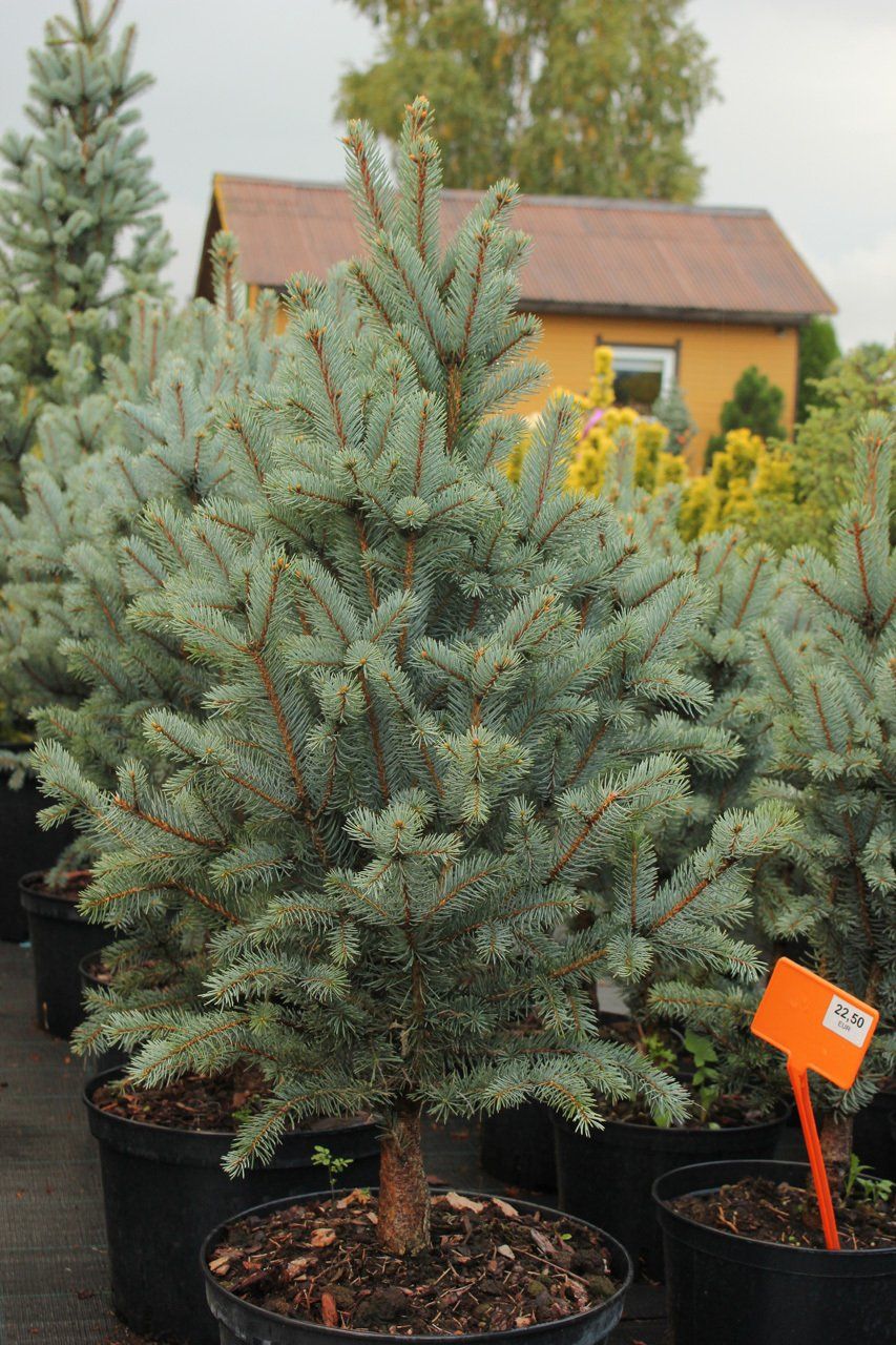 Picea pungens Iseli Fastigiata asā egle